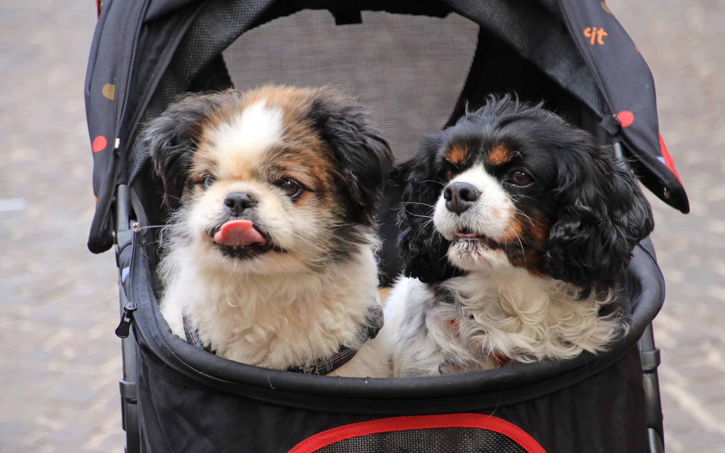 A passeggio in carrozzella (Limone del Garda)