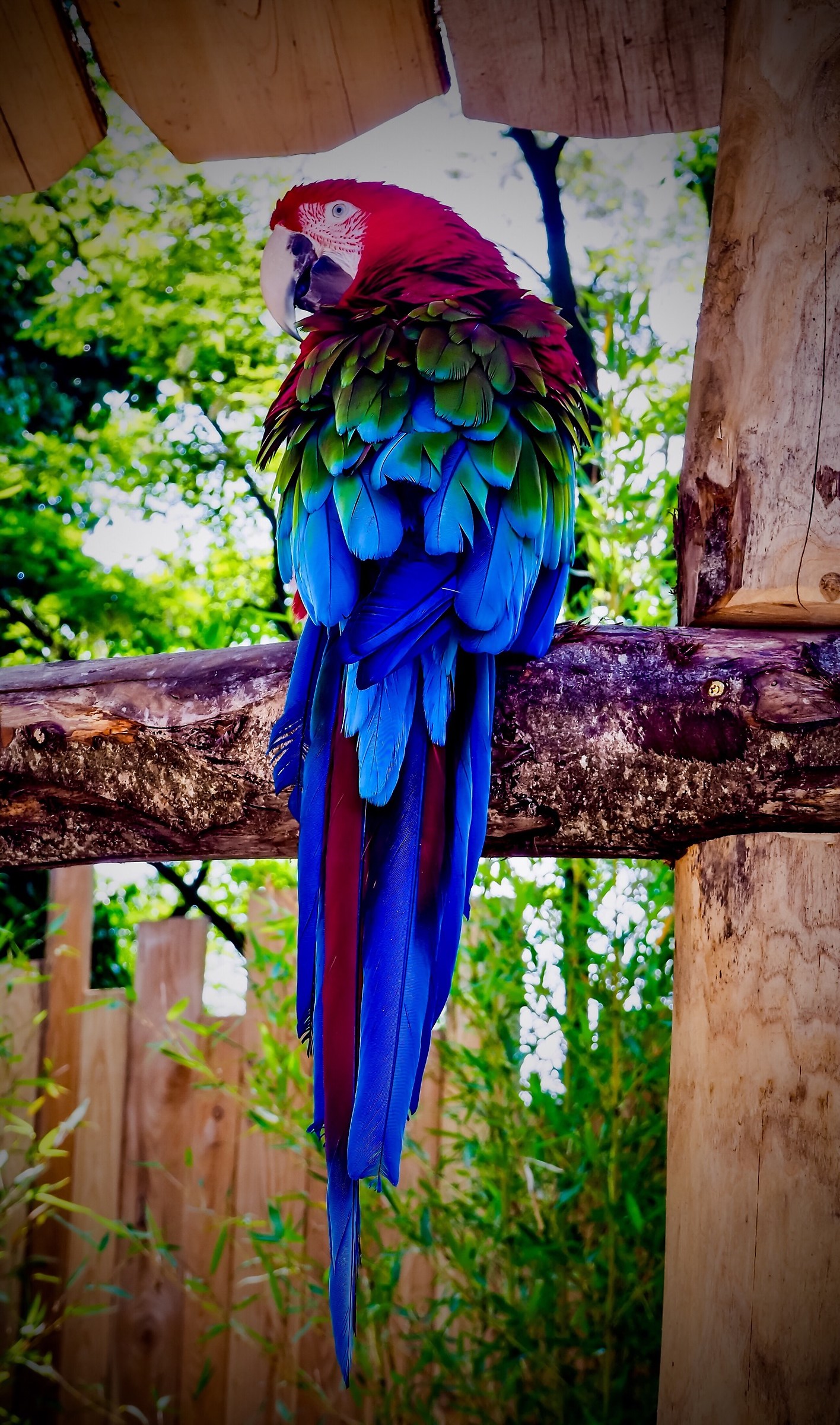 Parrot