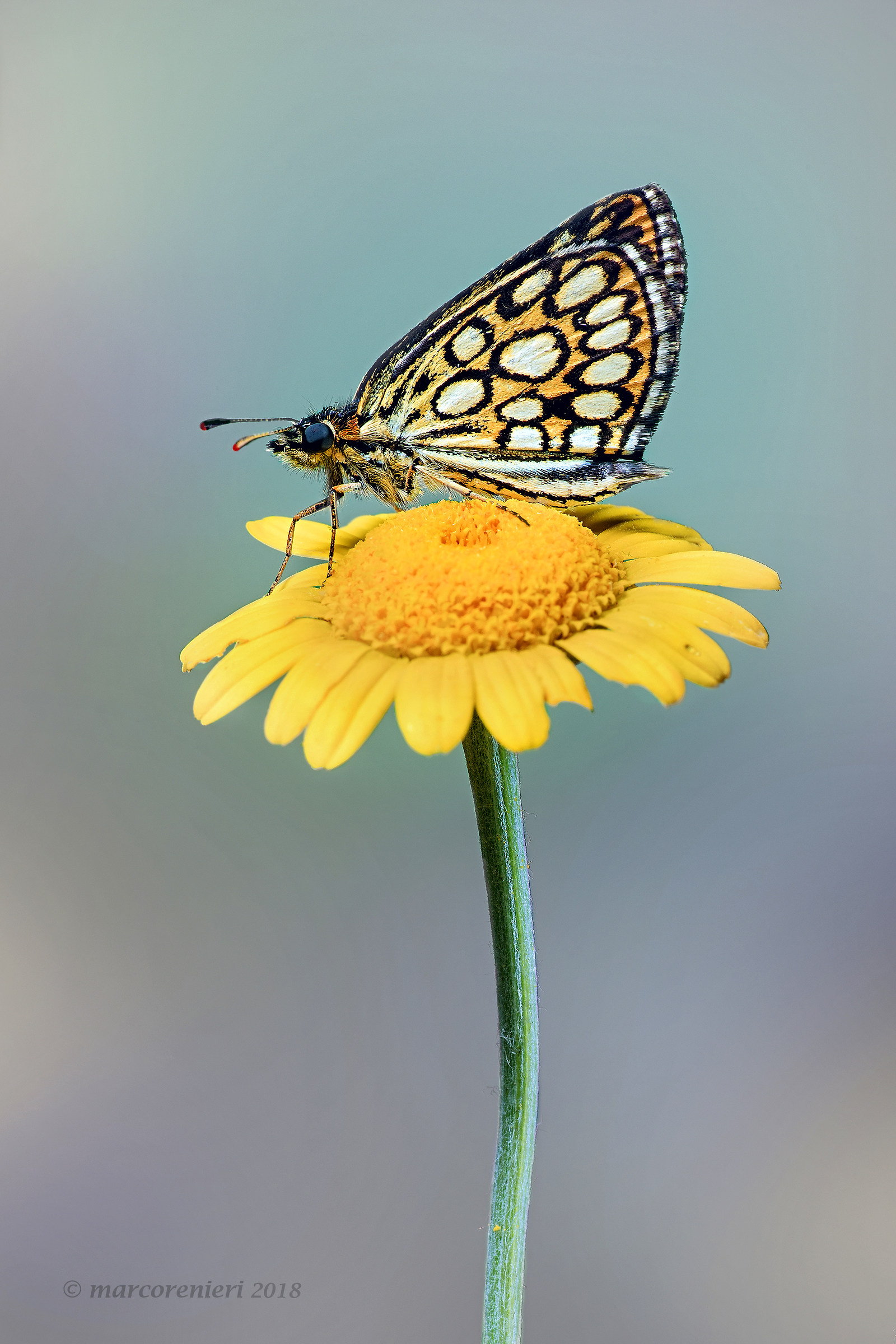 Heteropterus Morpheus