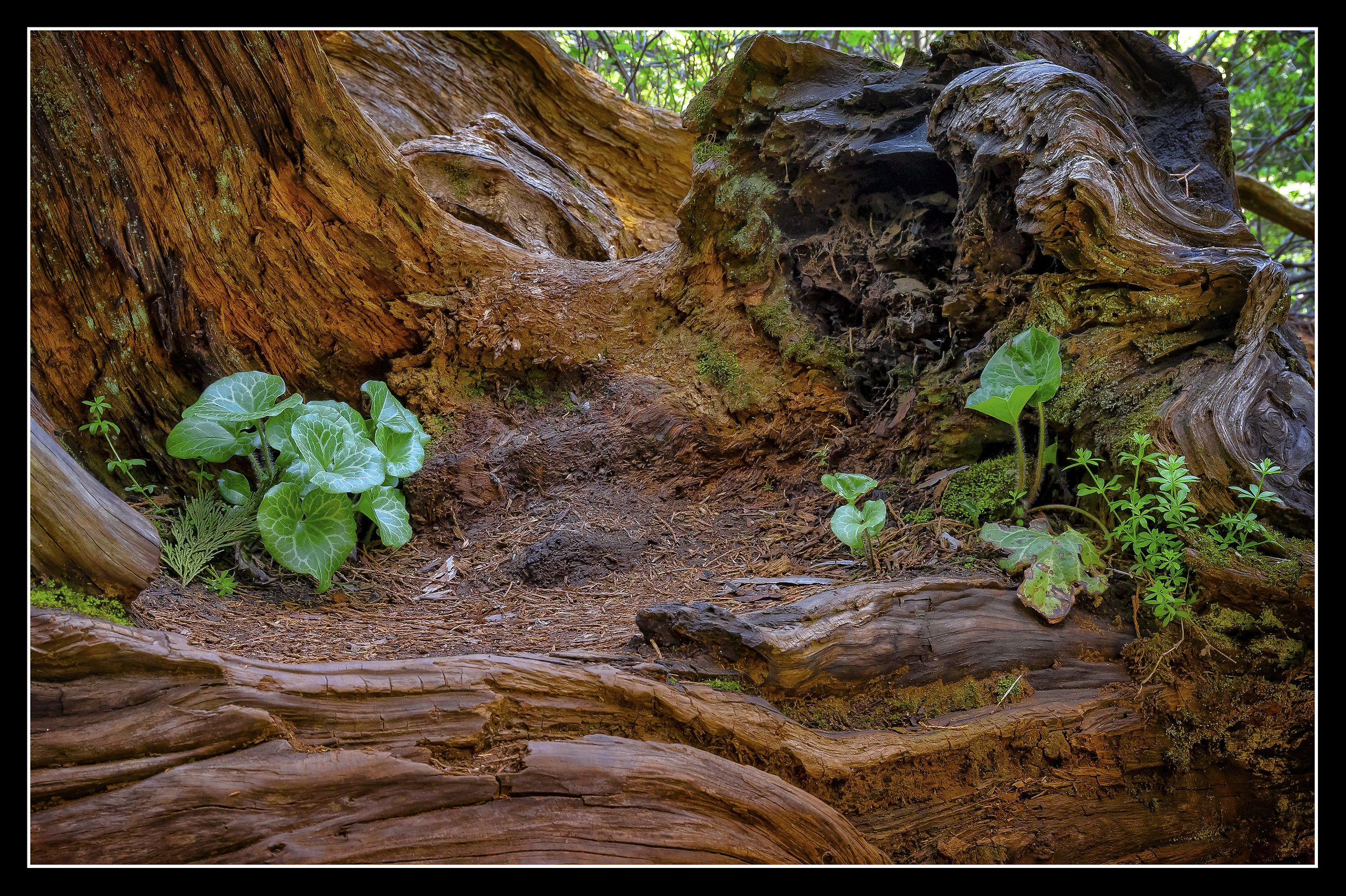 Microecologia tra i grandi alberi
