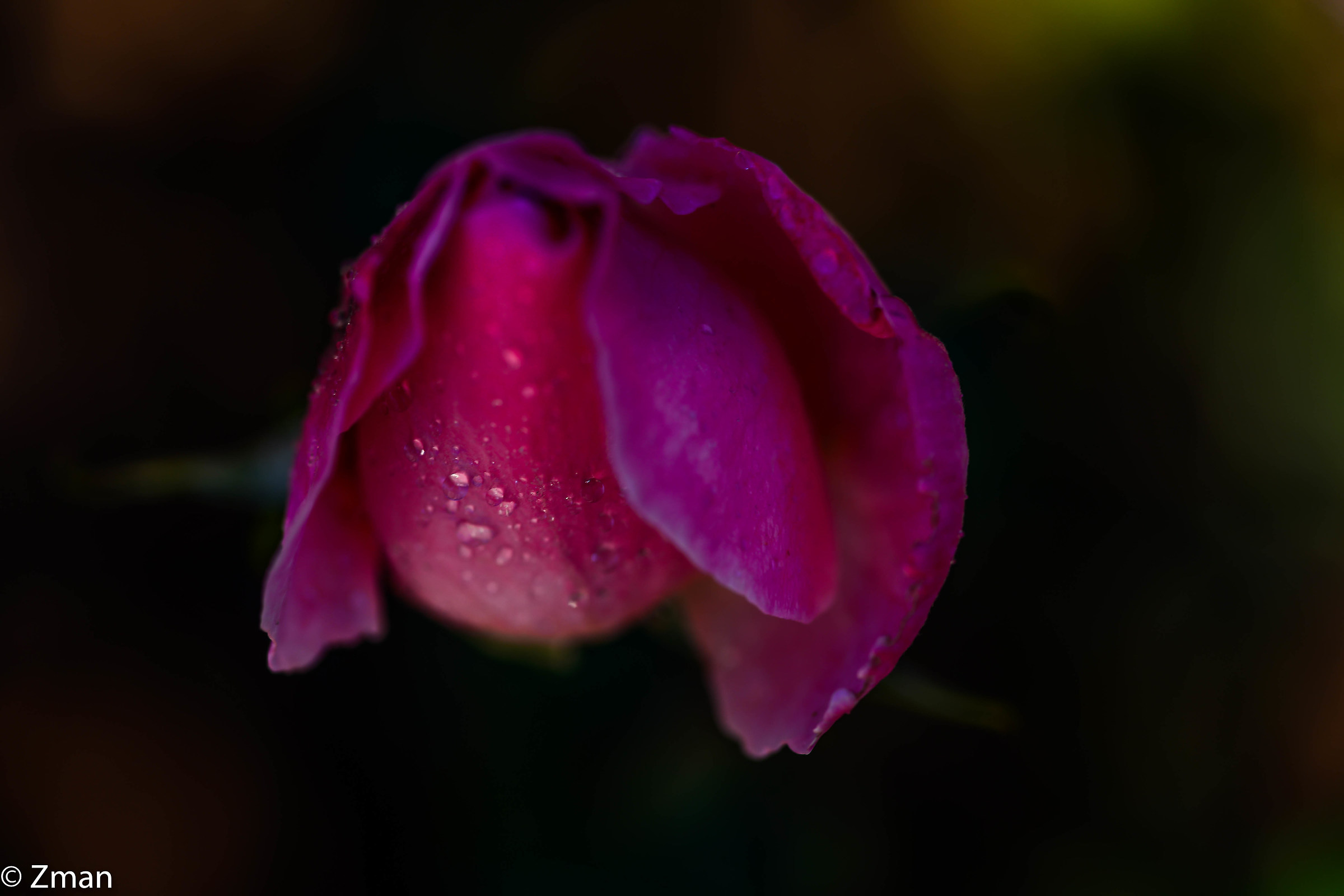 Rosa dentellare sotto la pioggia