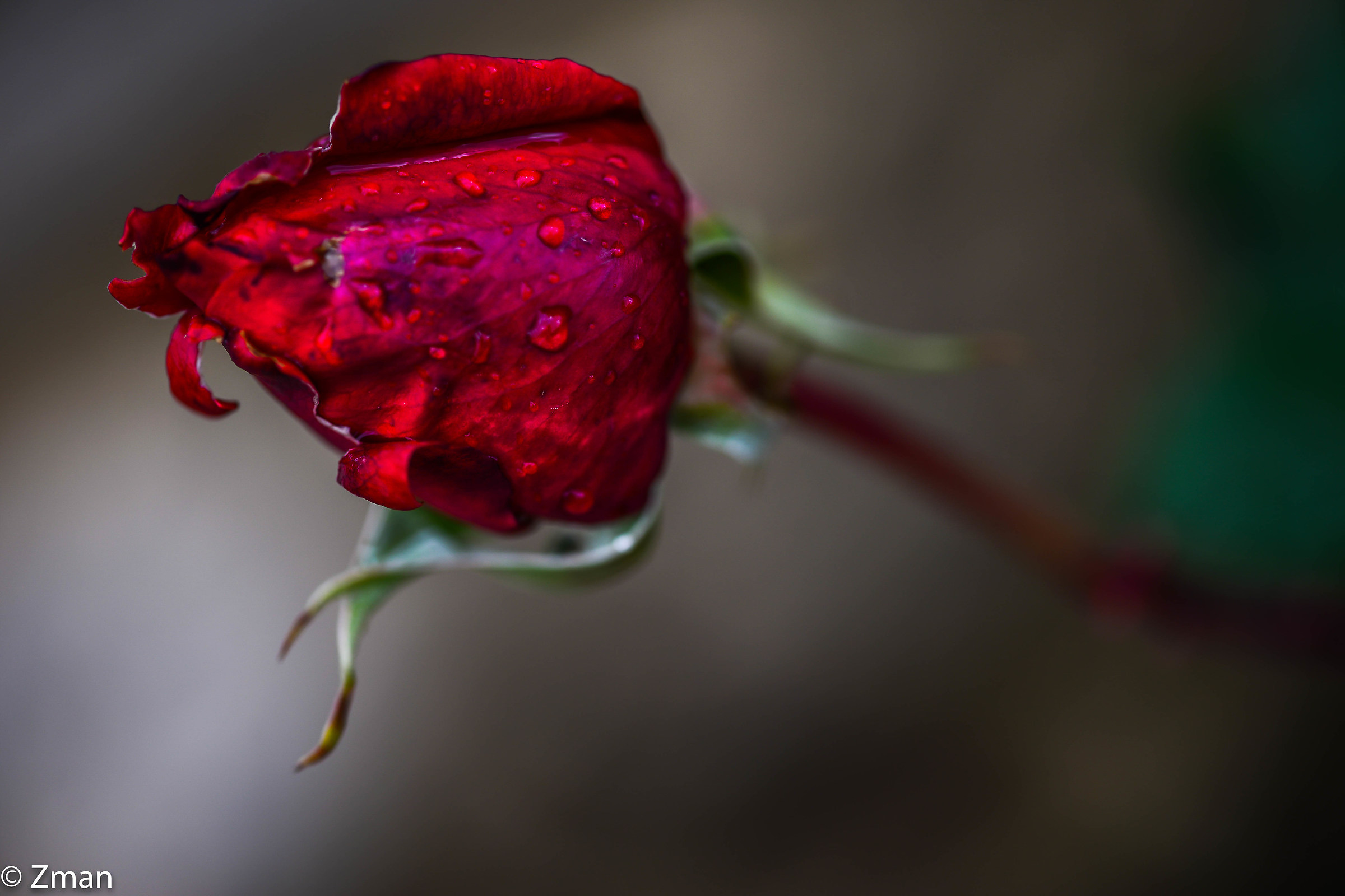 Rosso reale sotto la pioggia