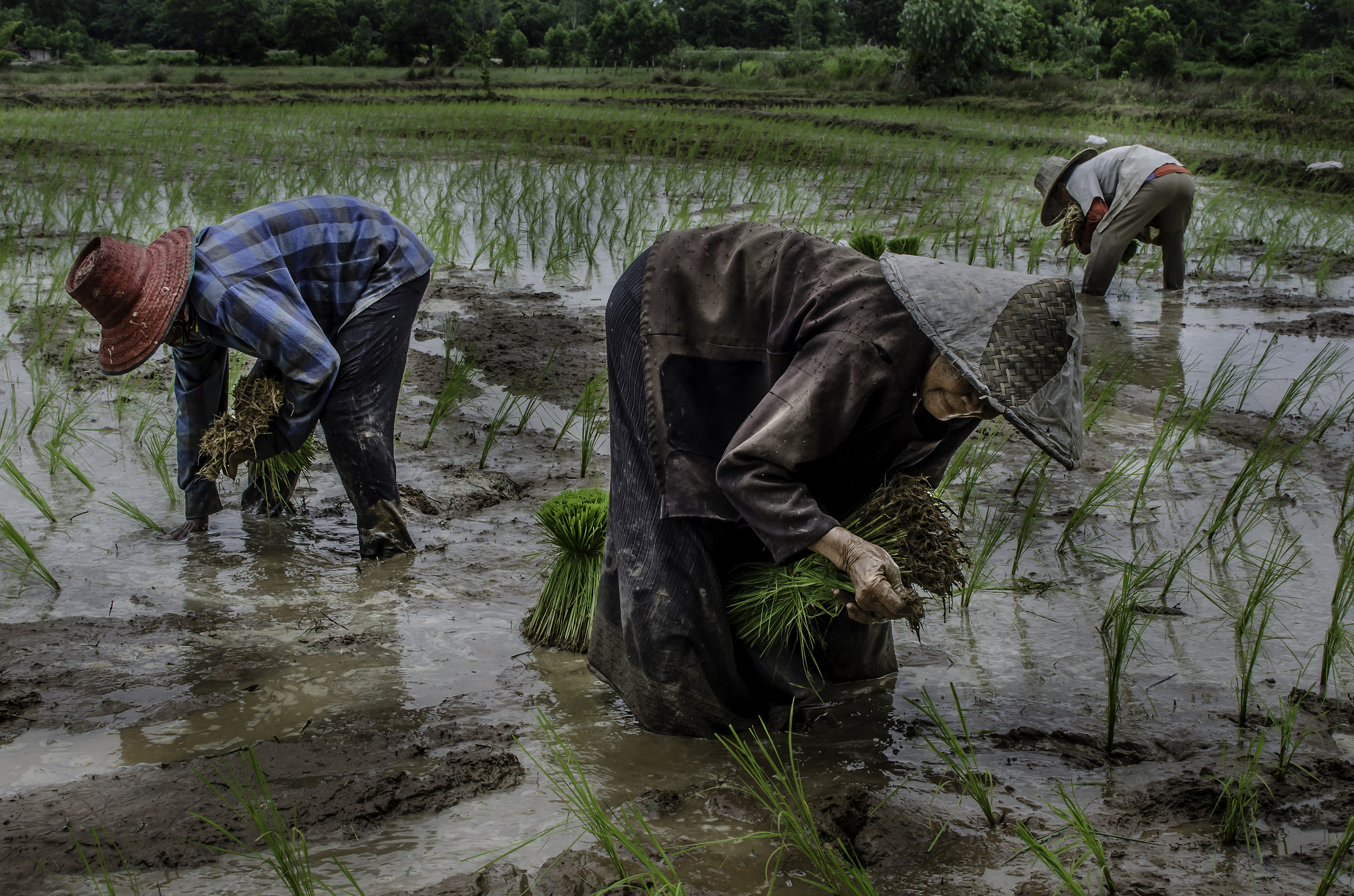 Rice Farm Isaan Thailand