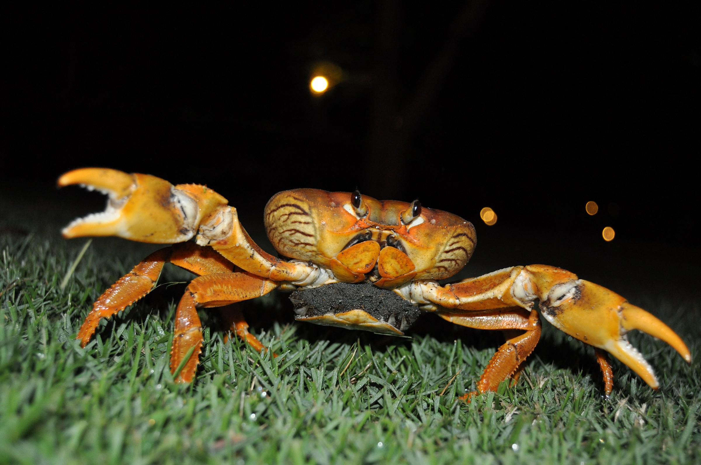 Santo Domingo mother crab
