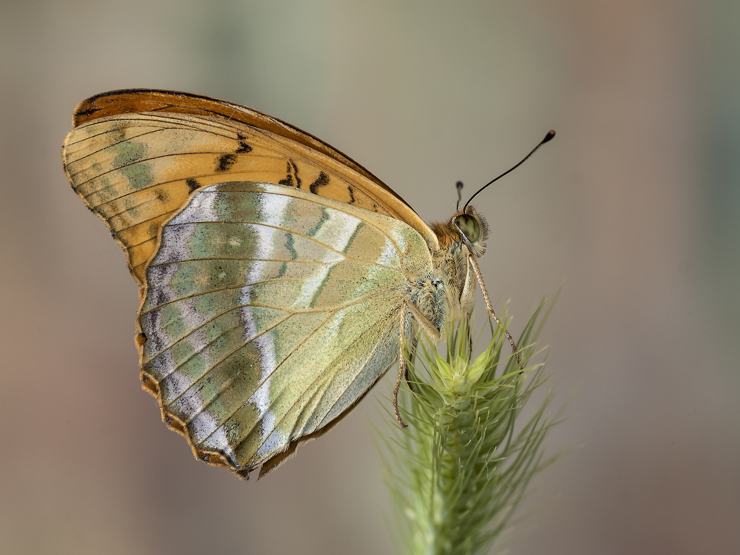 Argynnis Paphia