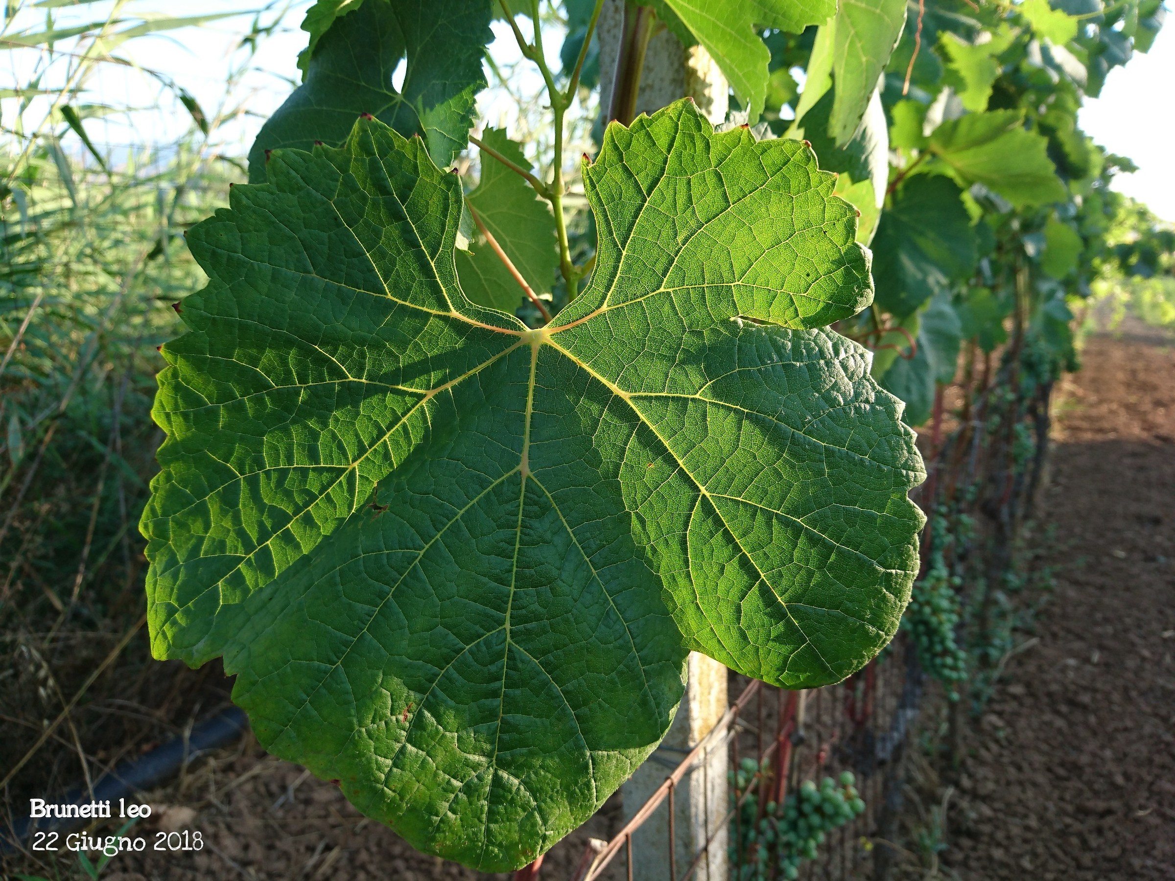 Vine leaves with the first rays of sunshine