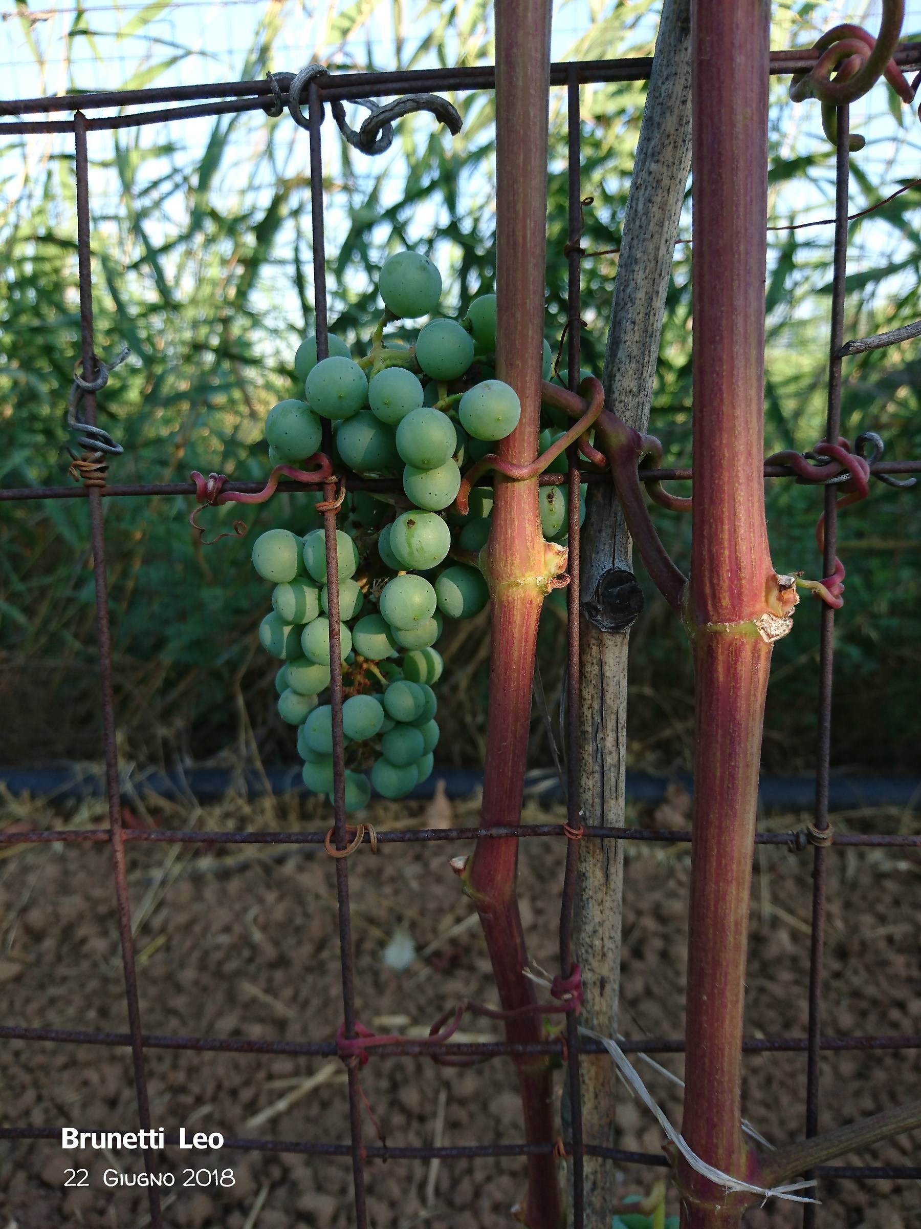 Bunch of grapes with "play of Light"