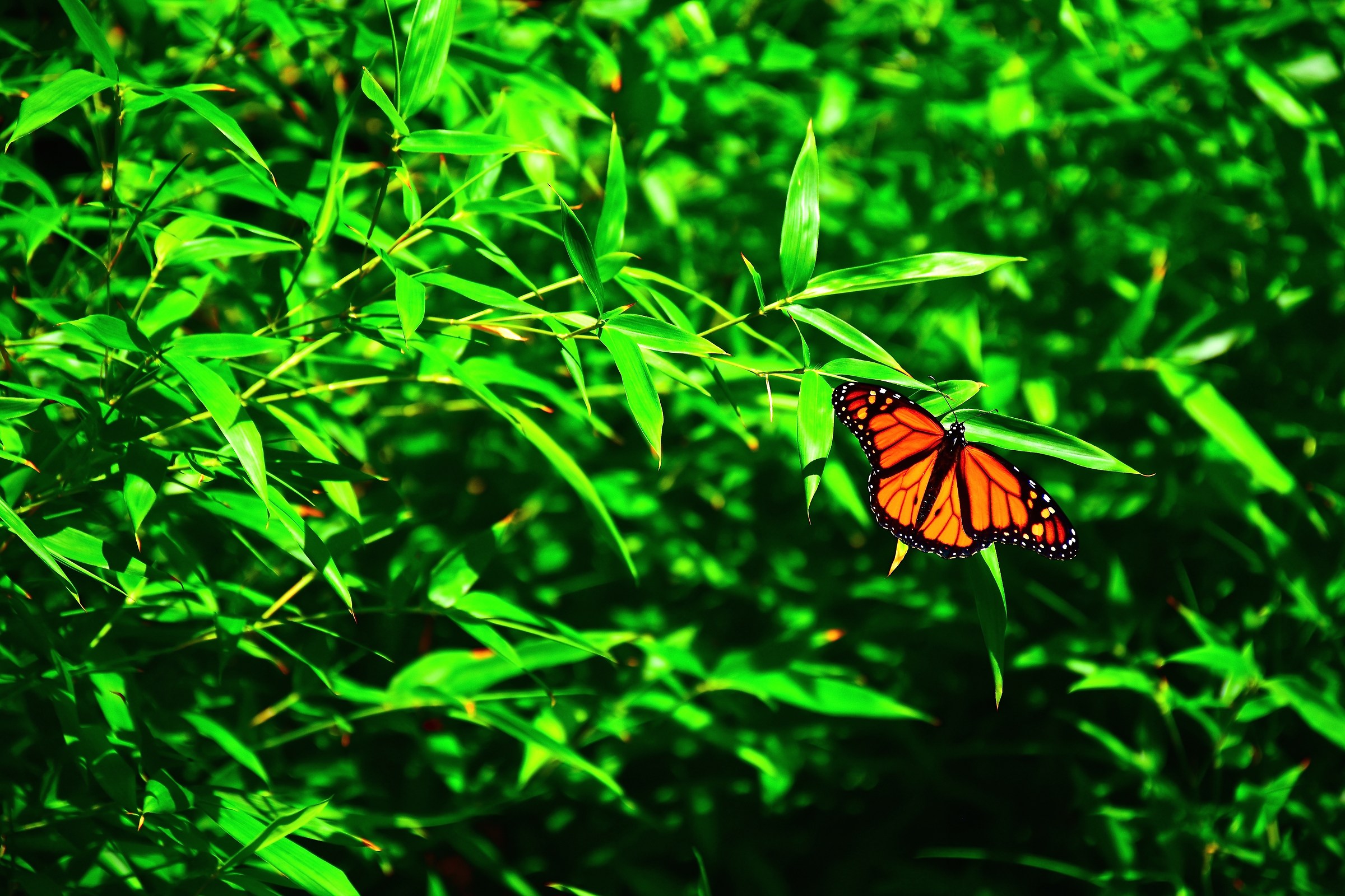 Tenerife Butterfly