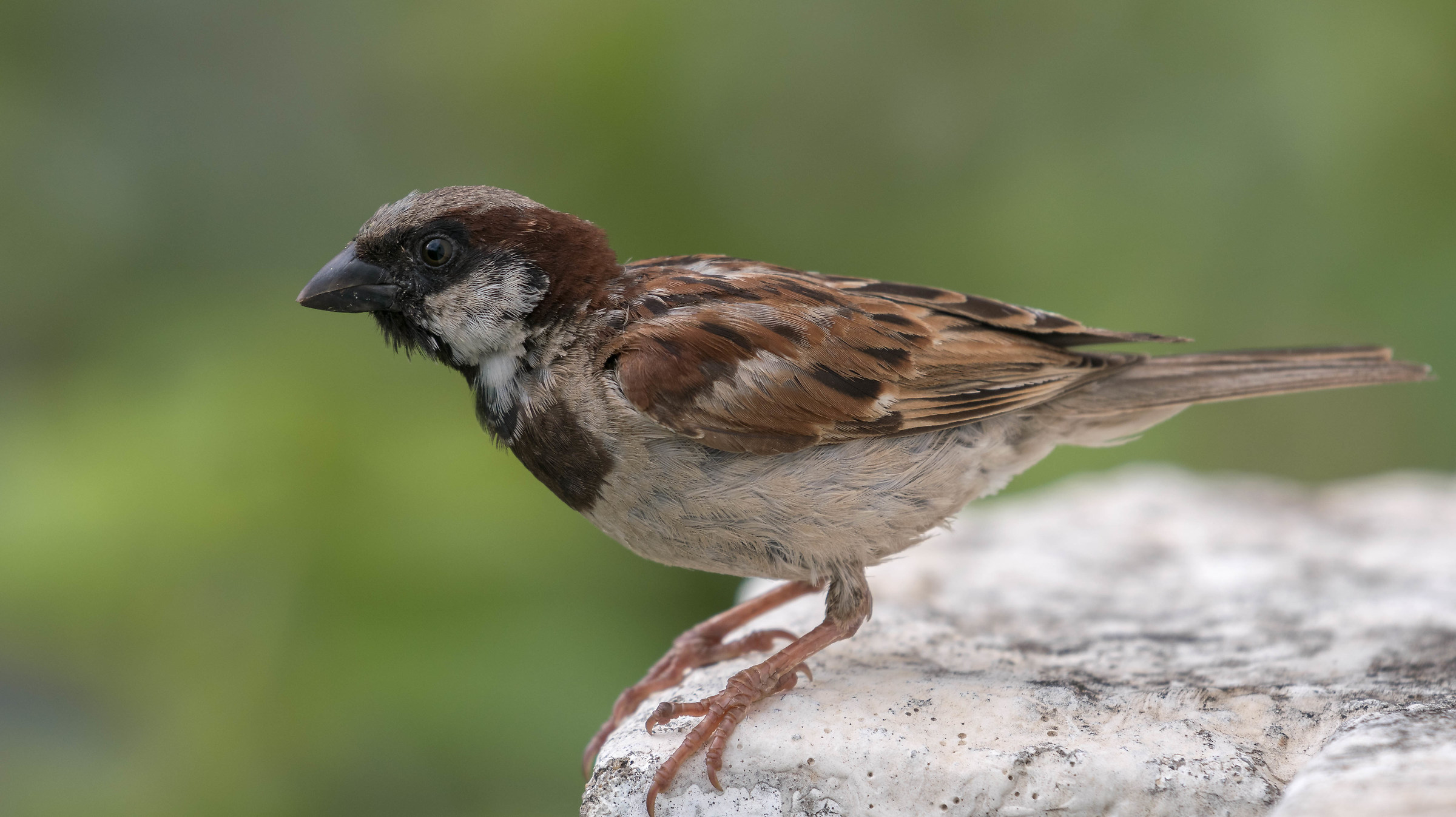 House Sparrow