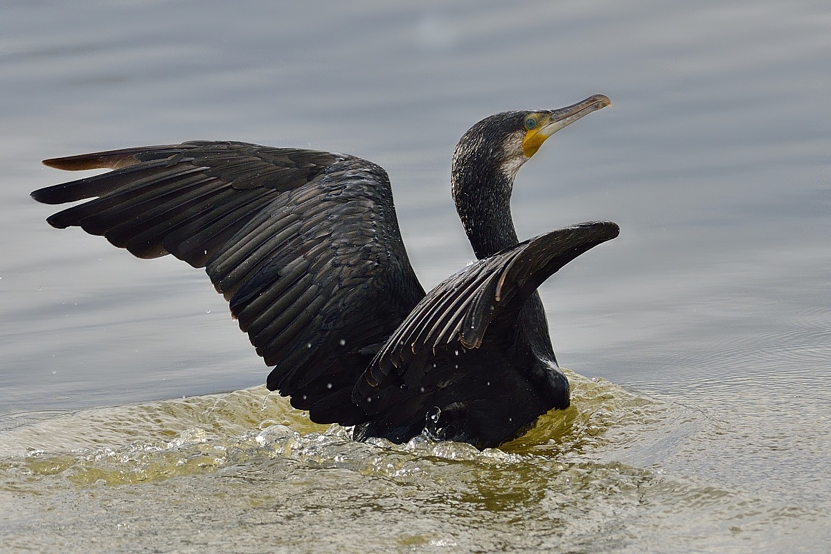 Cormorant