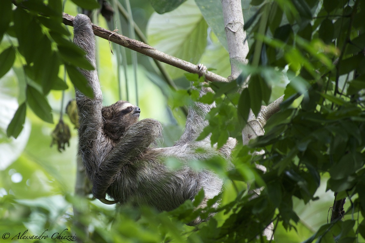 Three-toed sloth