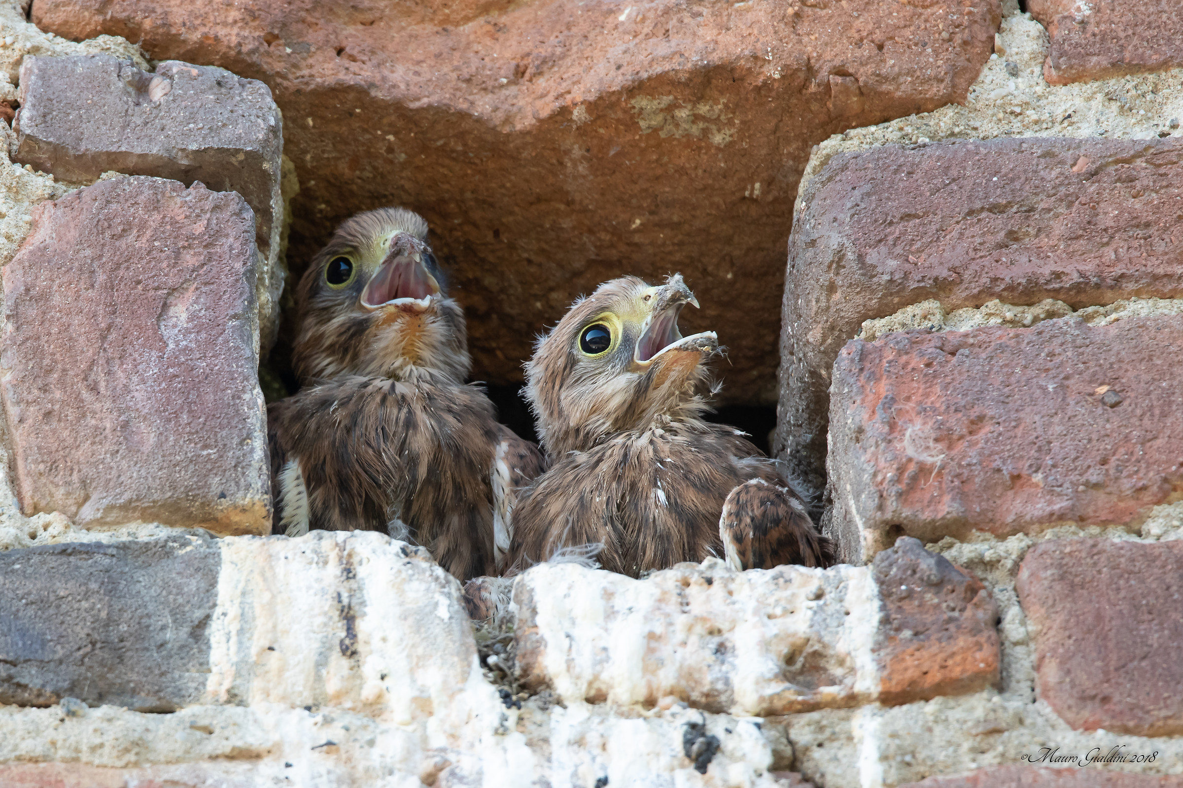 Piccoli Gheppi crescono (Falco tinnunculus)