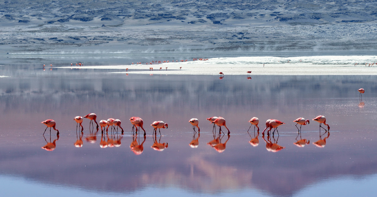 Flamingos