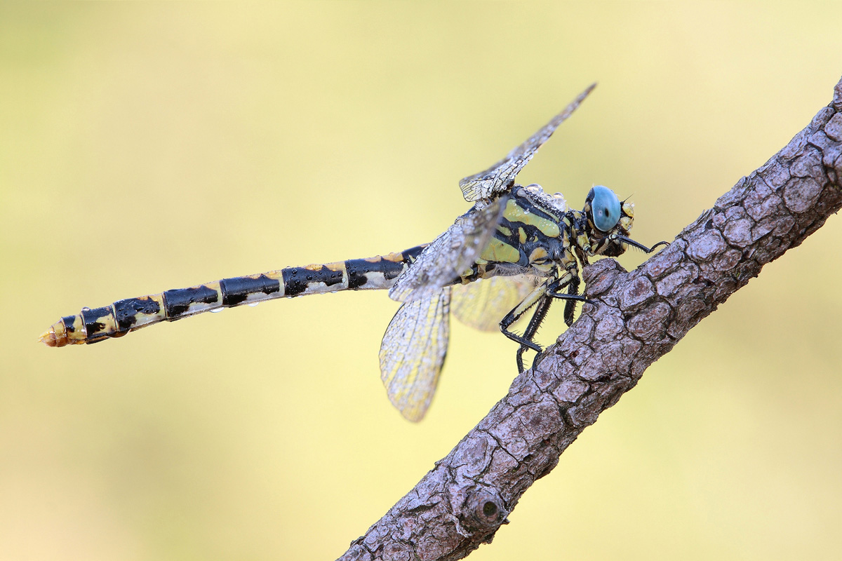 Onychogomphus uncatus