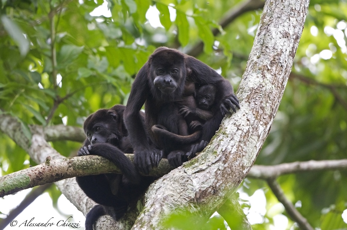 Alouatta in Guatemala