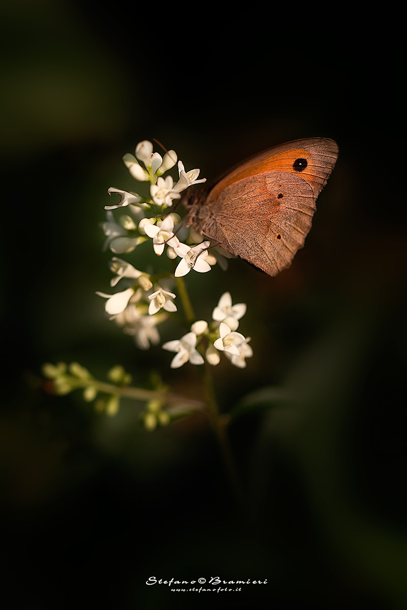 The light of the undergrowth