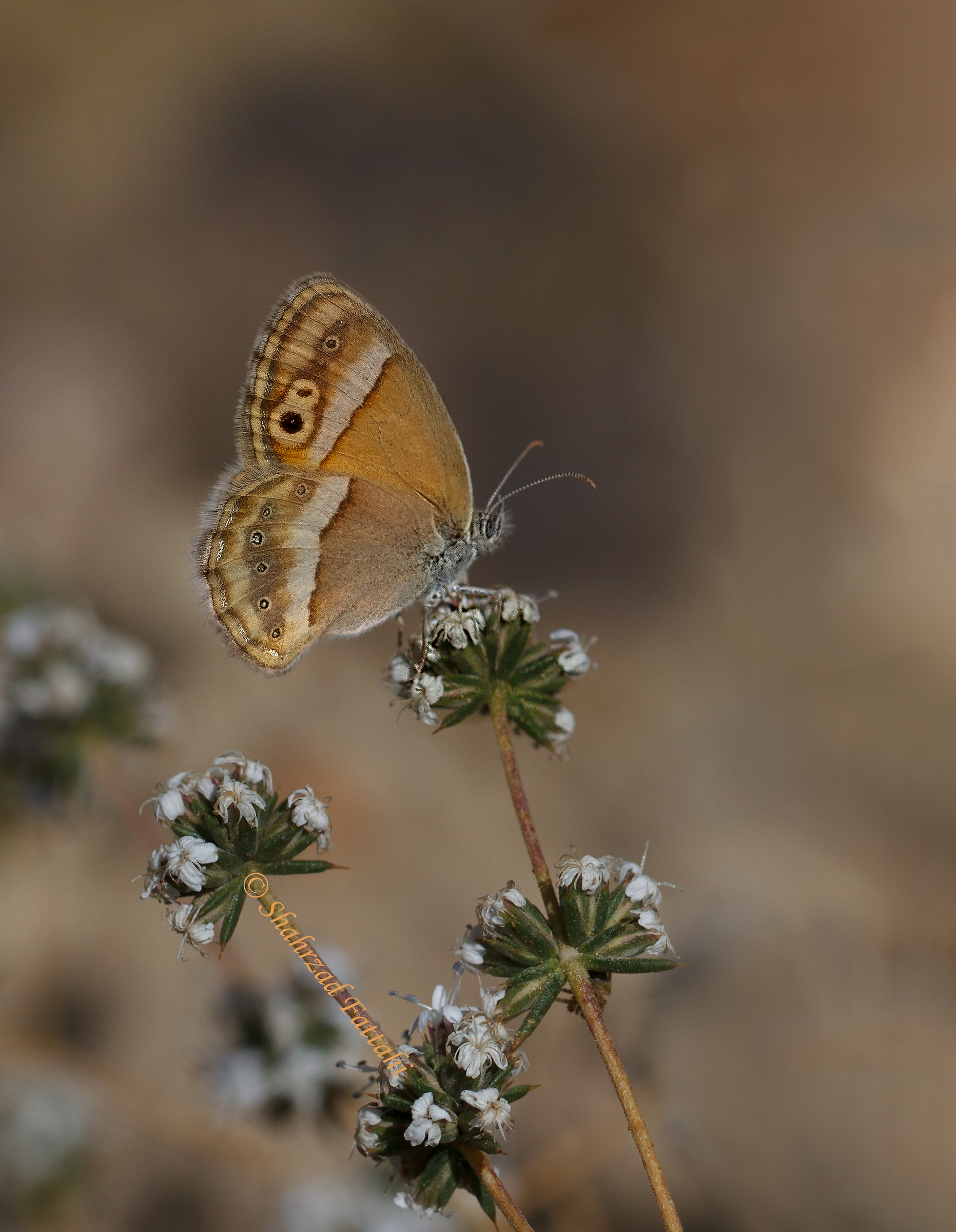 Coenonympha saadi