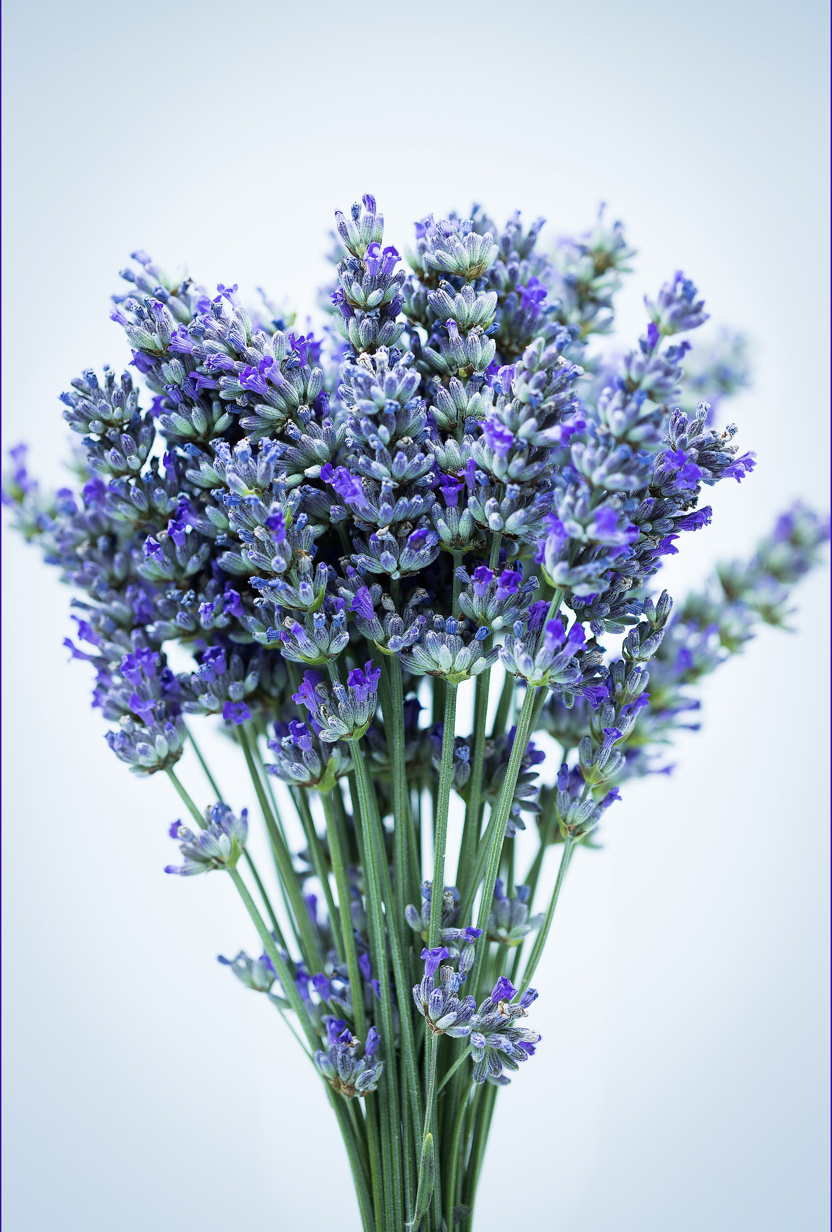 Lavanda