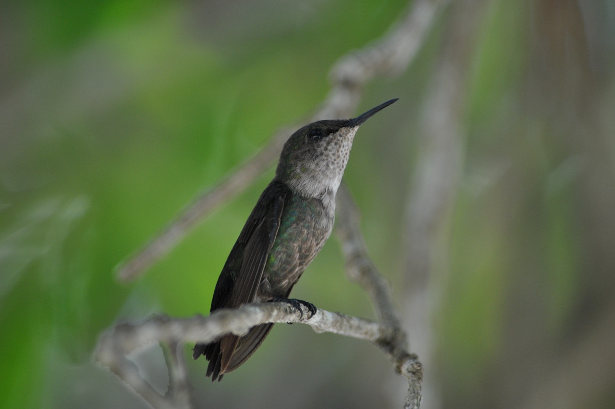 Santo Domingo hummingbird