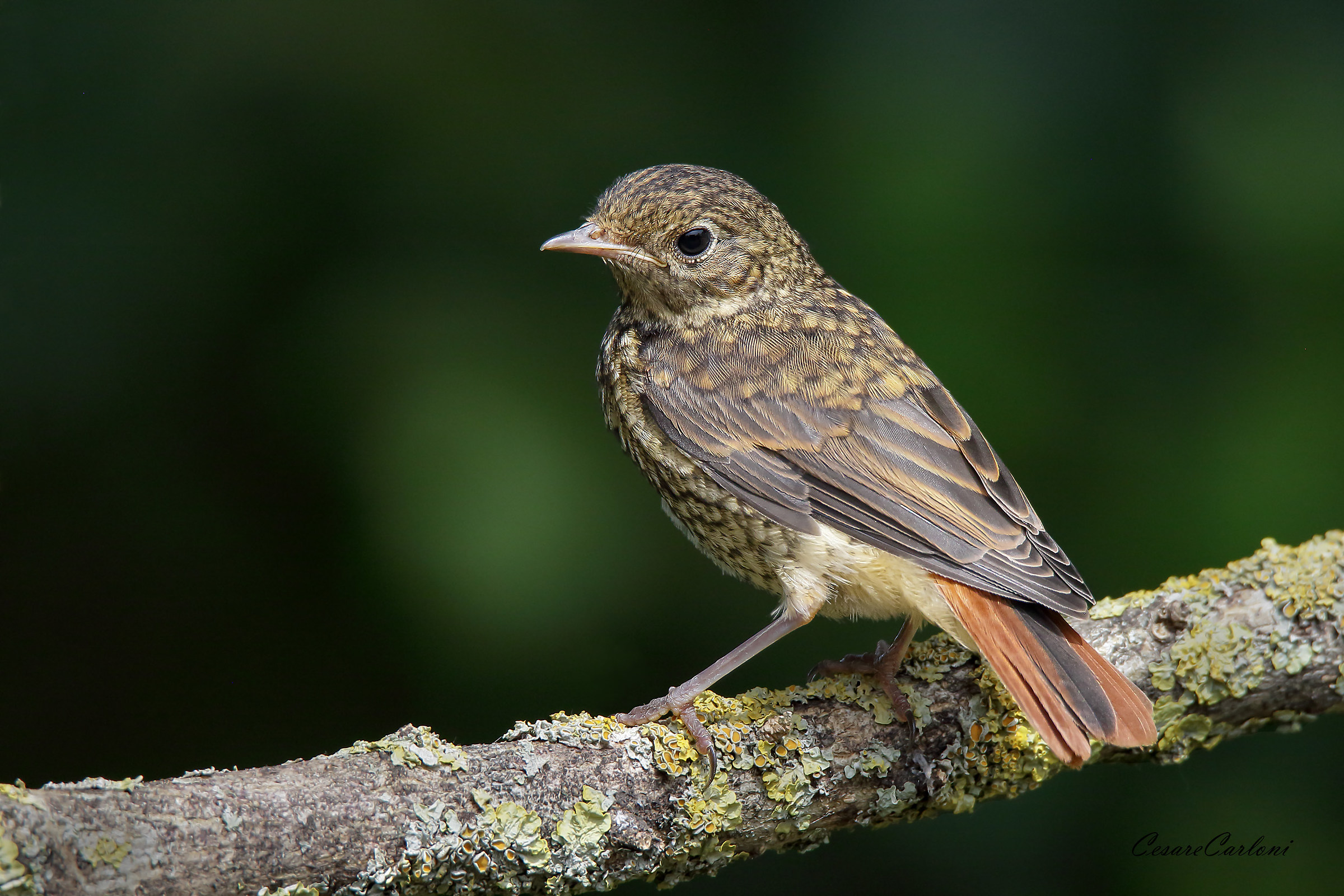 Redstart... young