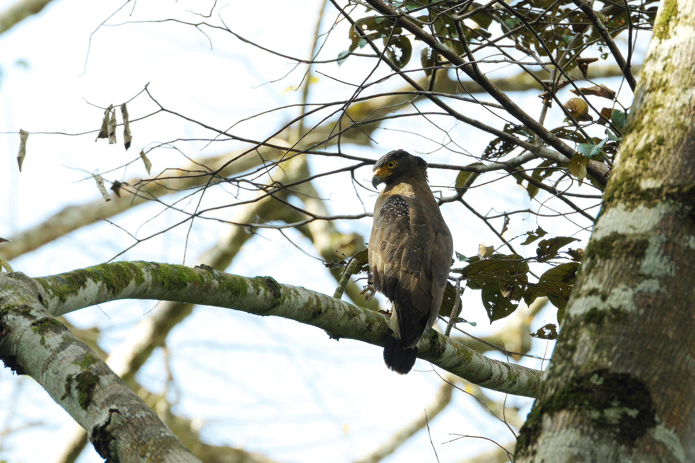 Secretarybird Crested