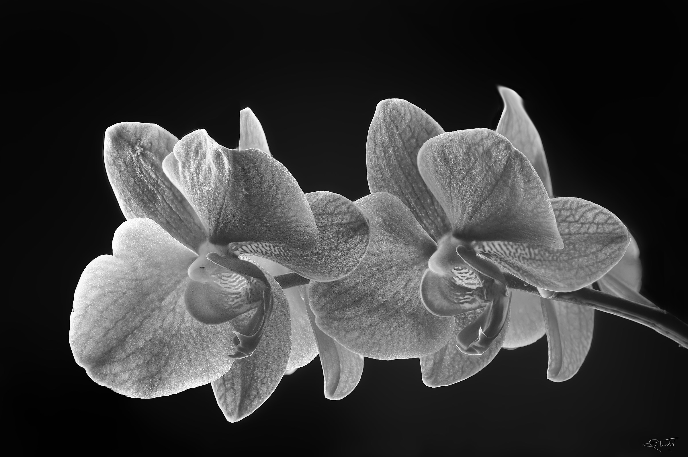 Orchids