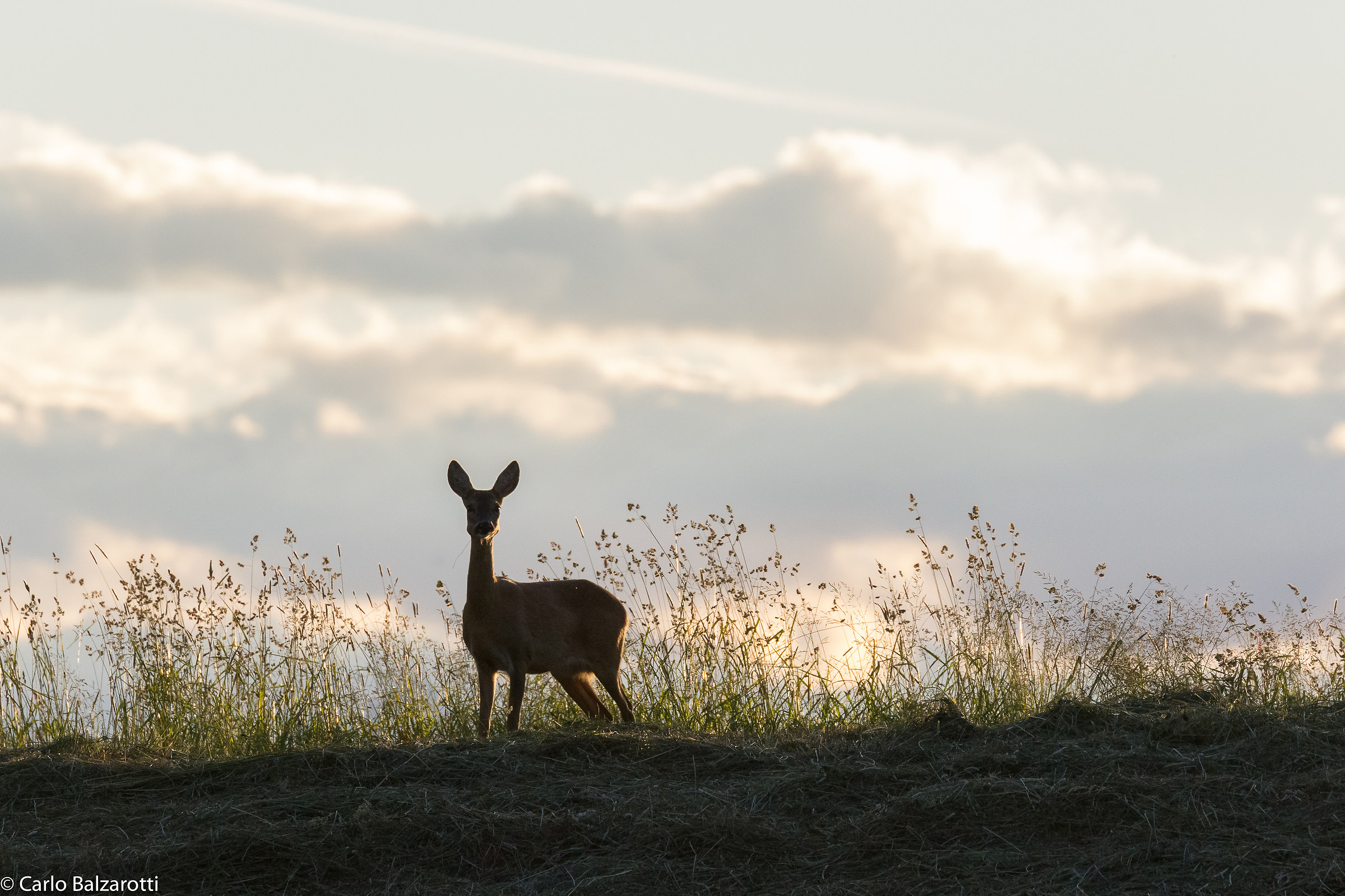 Capriolo in controluce