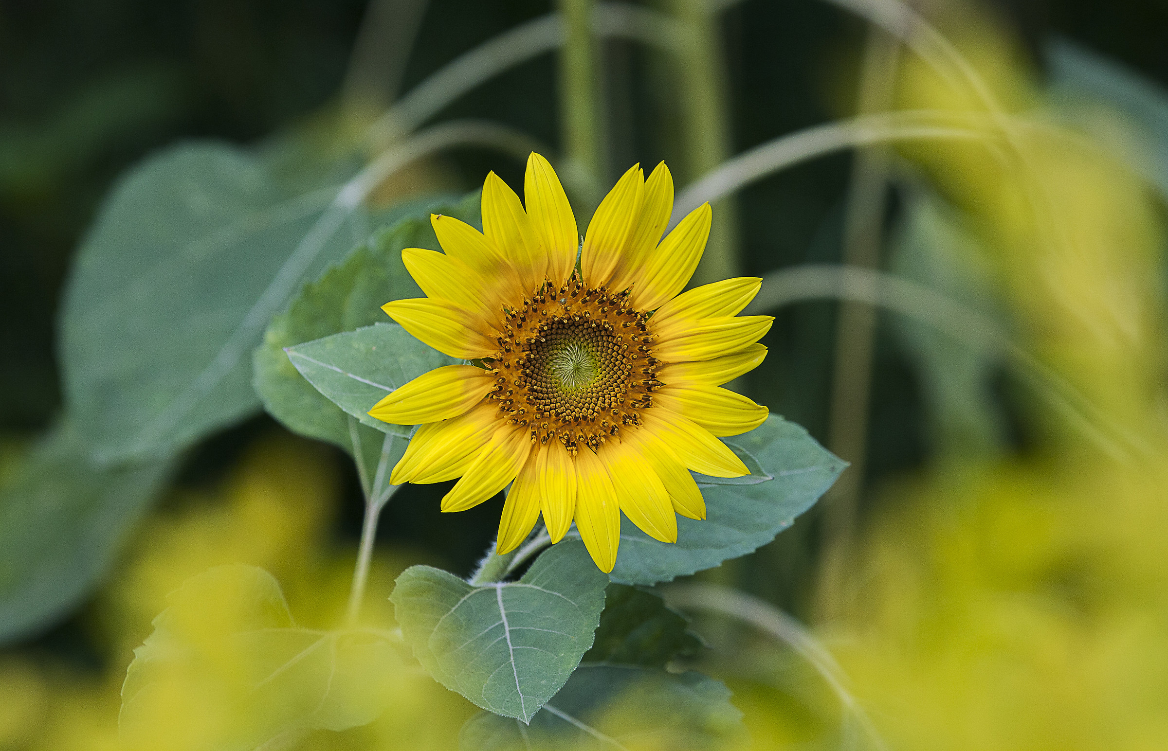 Sunflower