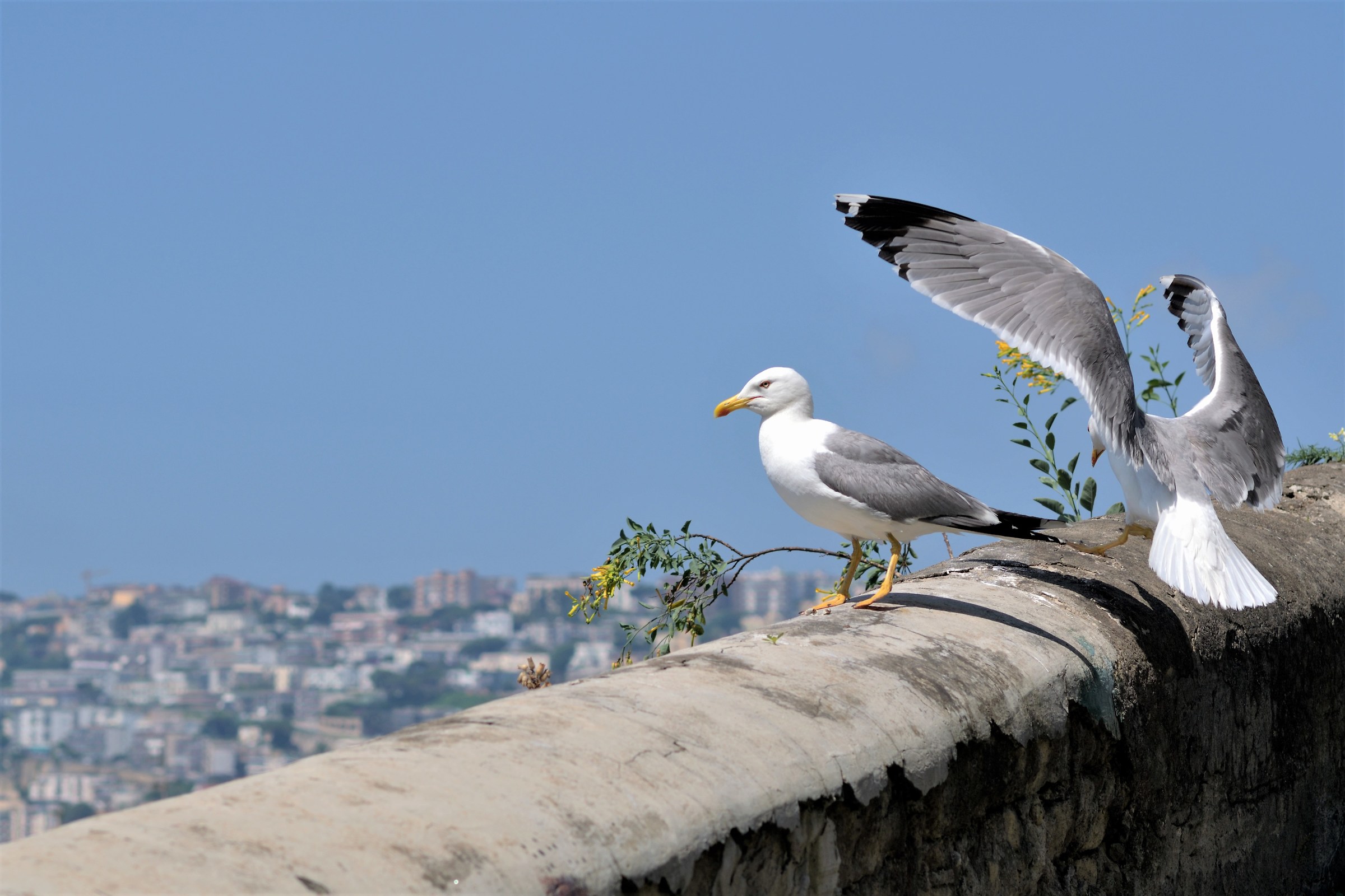 Seagulls at Pizzofalcone