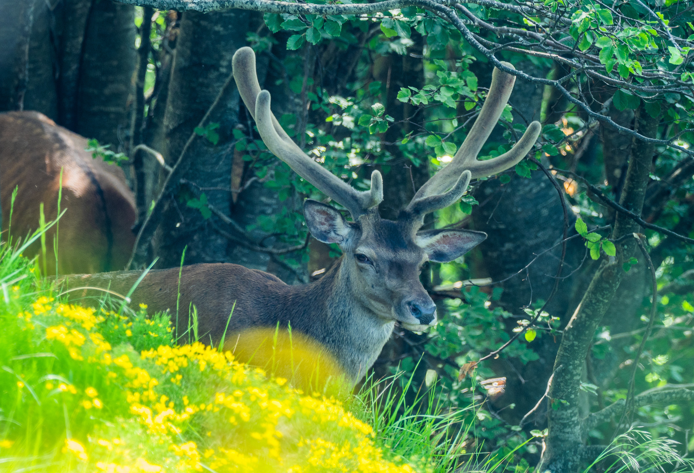 Maschio cervo in velluto