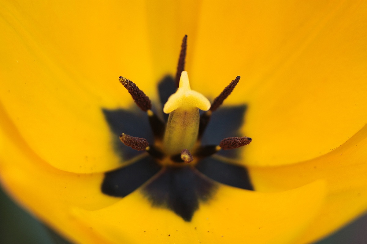 canon 500 d - obbiettivo canon 100 macro