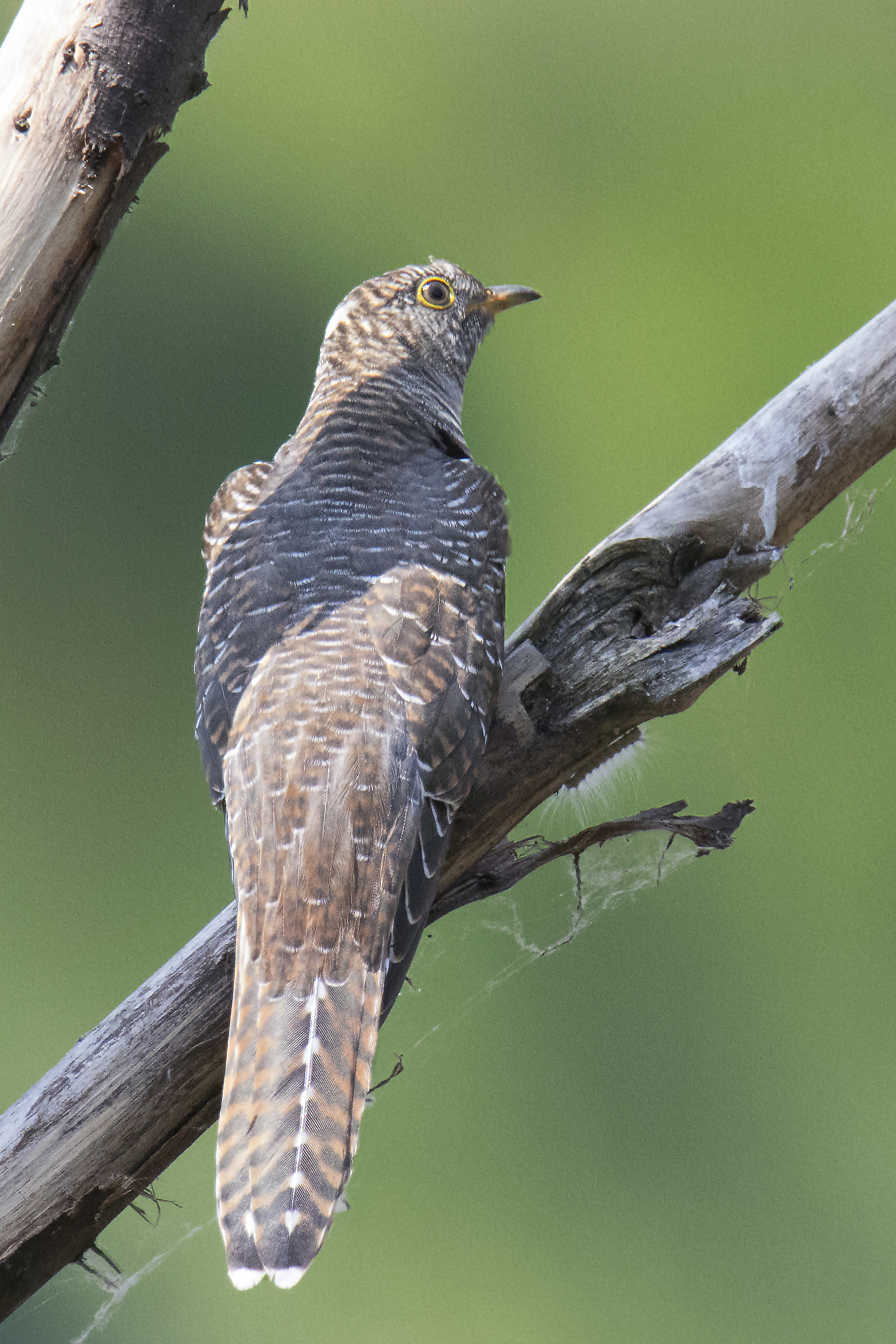 Young Cuckoo