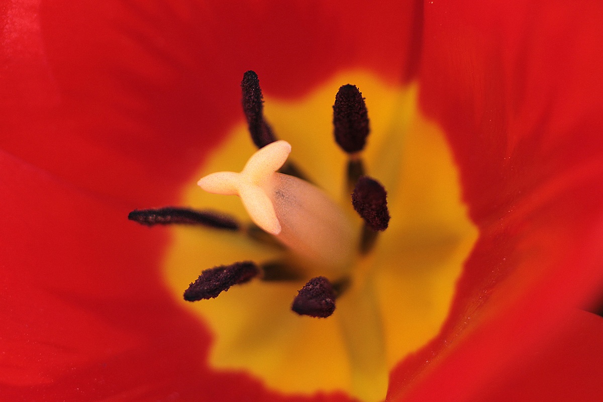 canon 500 d - obbiettivo sigma 100 macro