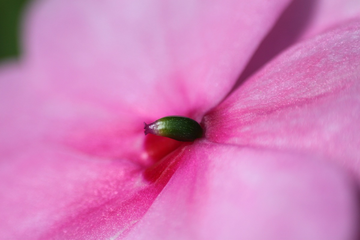 canon 500 d - cosina 100 macro