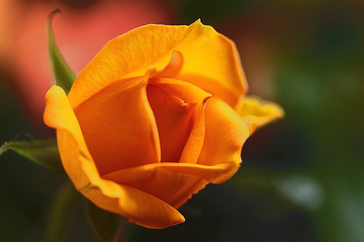 canon 500 d - cosina 100 macro