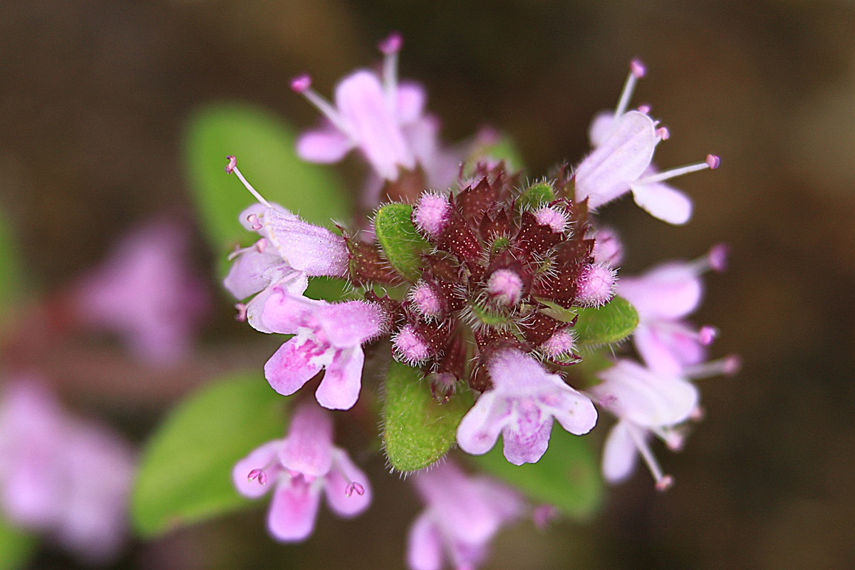 canon 500 d - obbiettivo sigma 100 macro