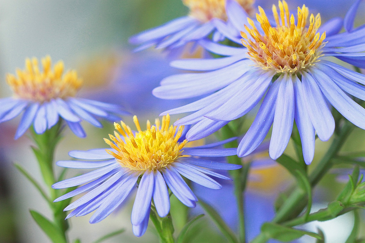 canon 500 d - obbiettivo sigma 180 macro