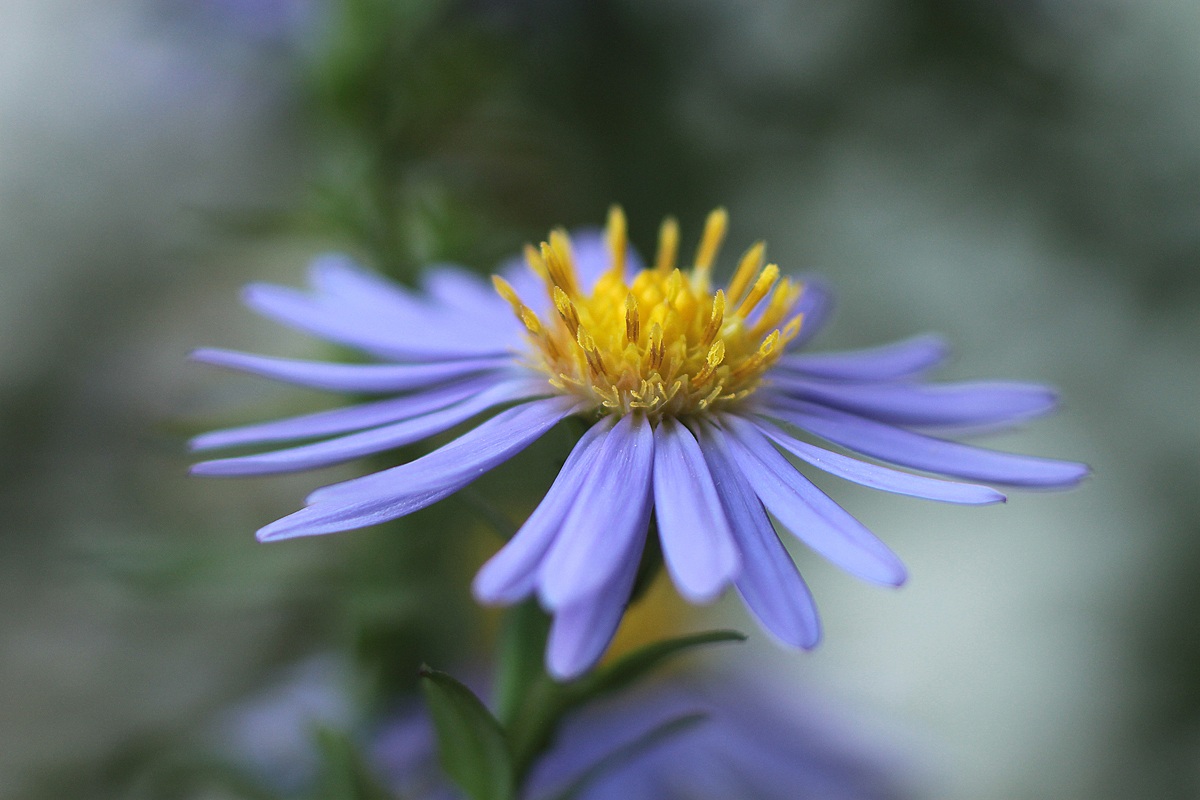 canon 500 d - obbiettivo sigma 180 macro