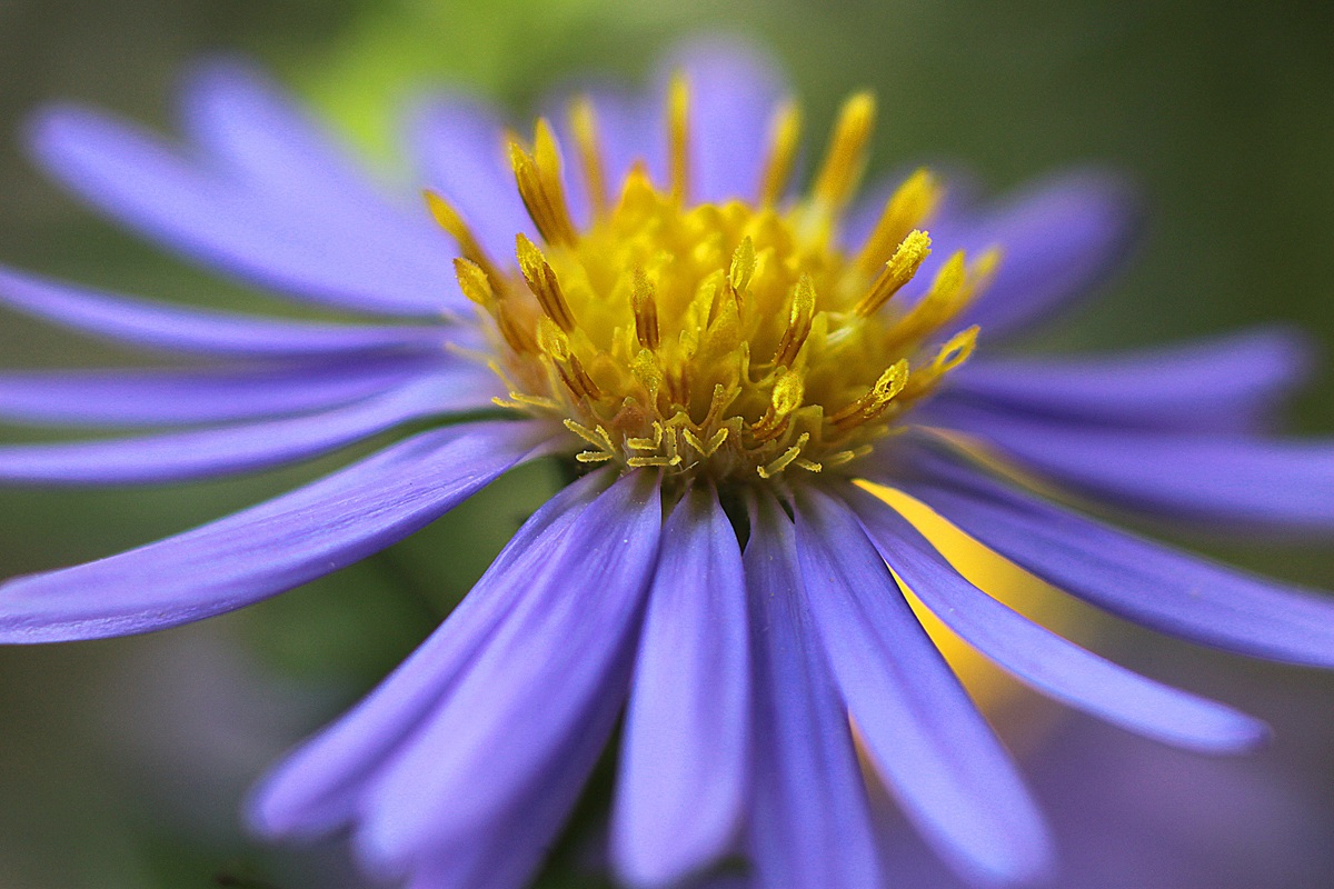 canon 500 d - obbiettivo sigma 180 macro