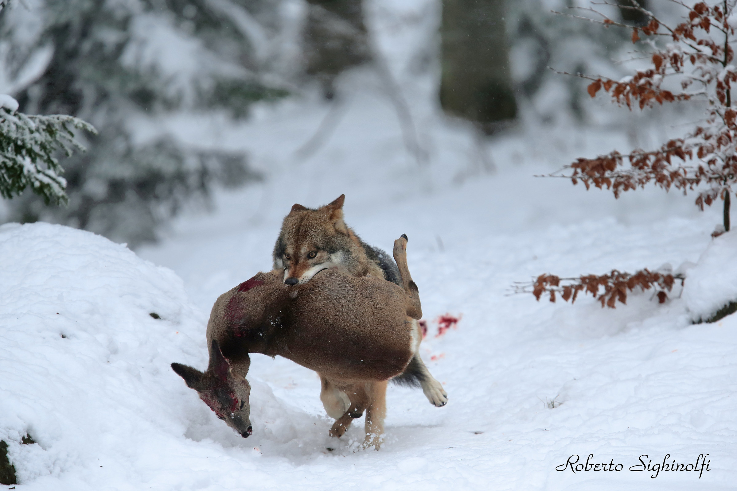 Wolf with Roe Deer