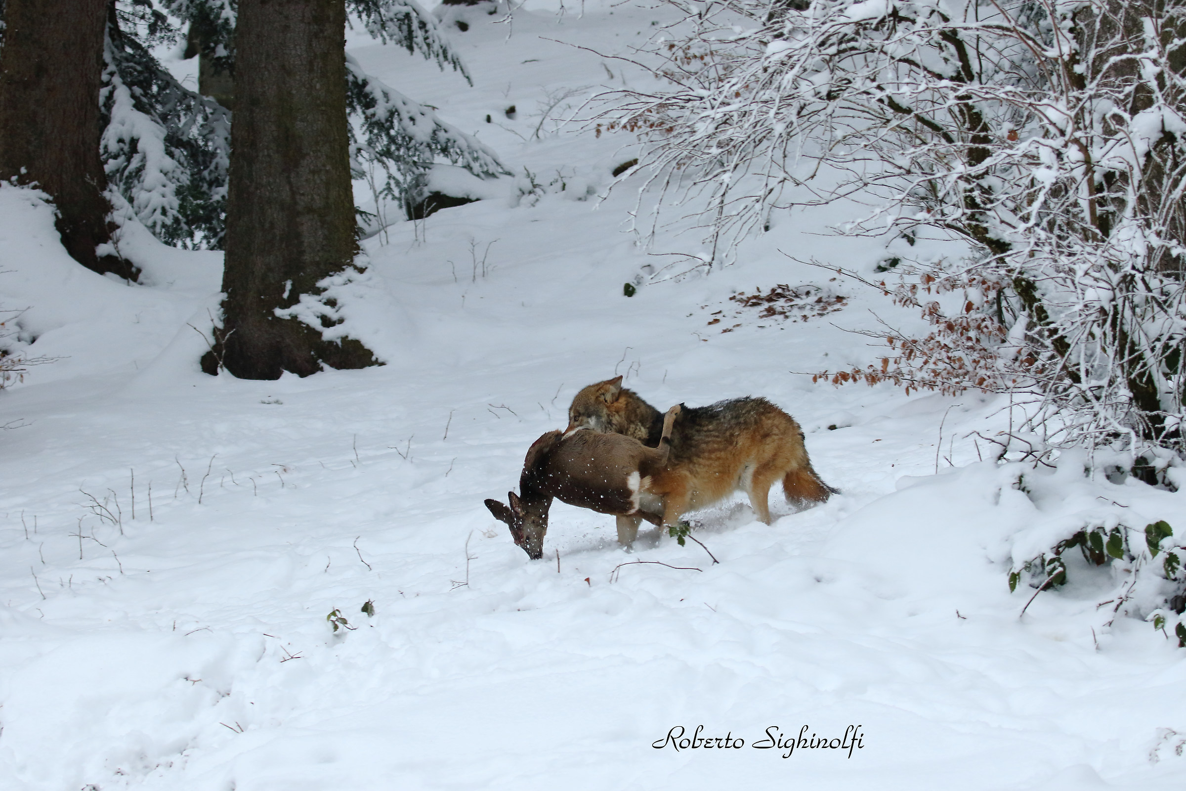 Wolf with Roe Deer 2