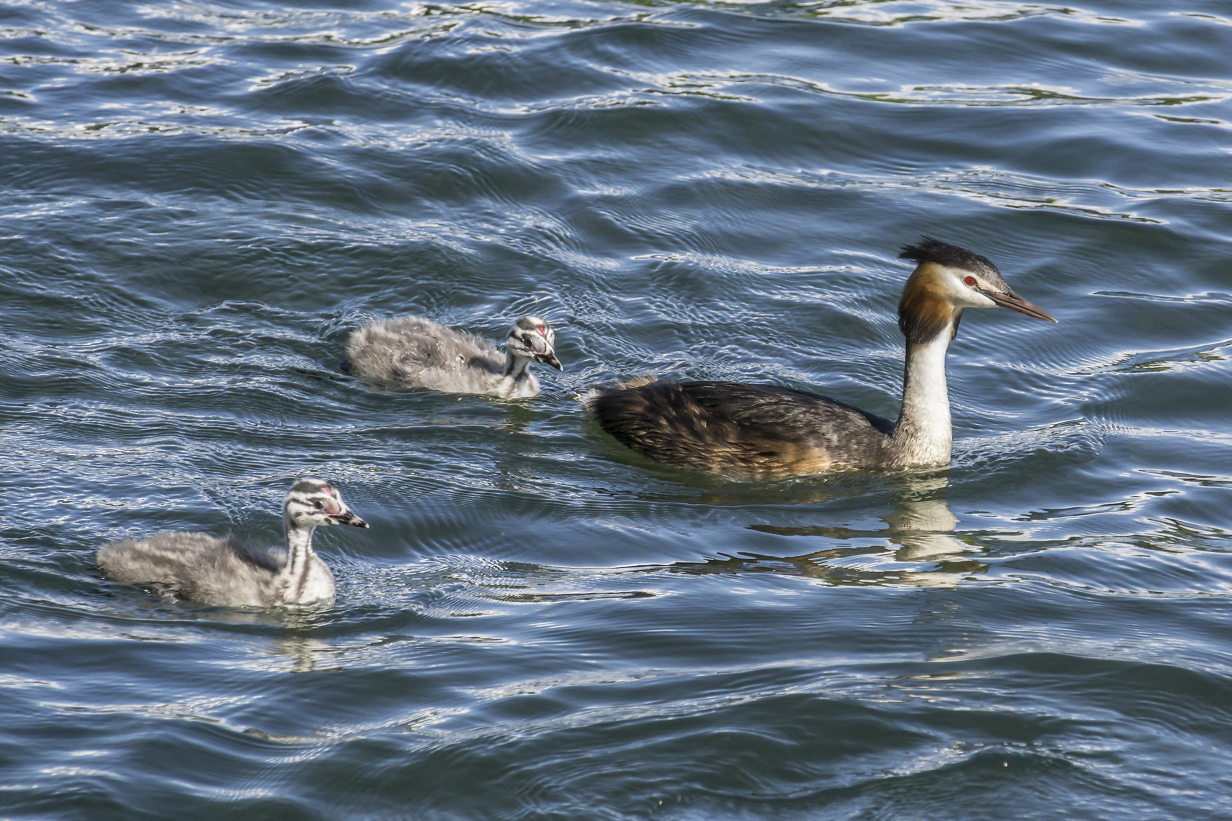 Grebe with two chicks