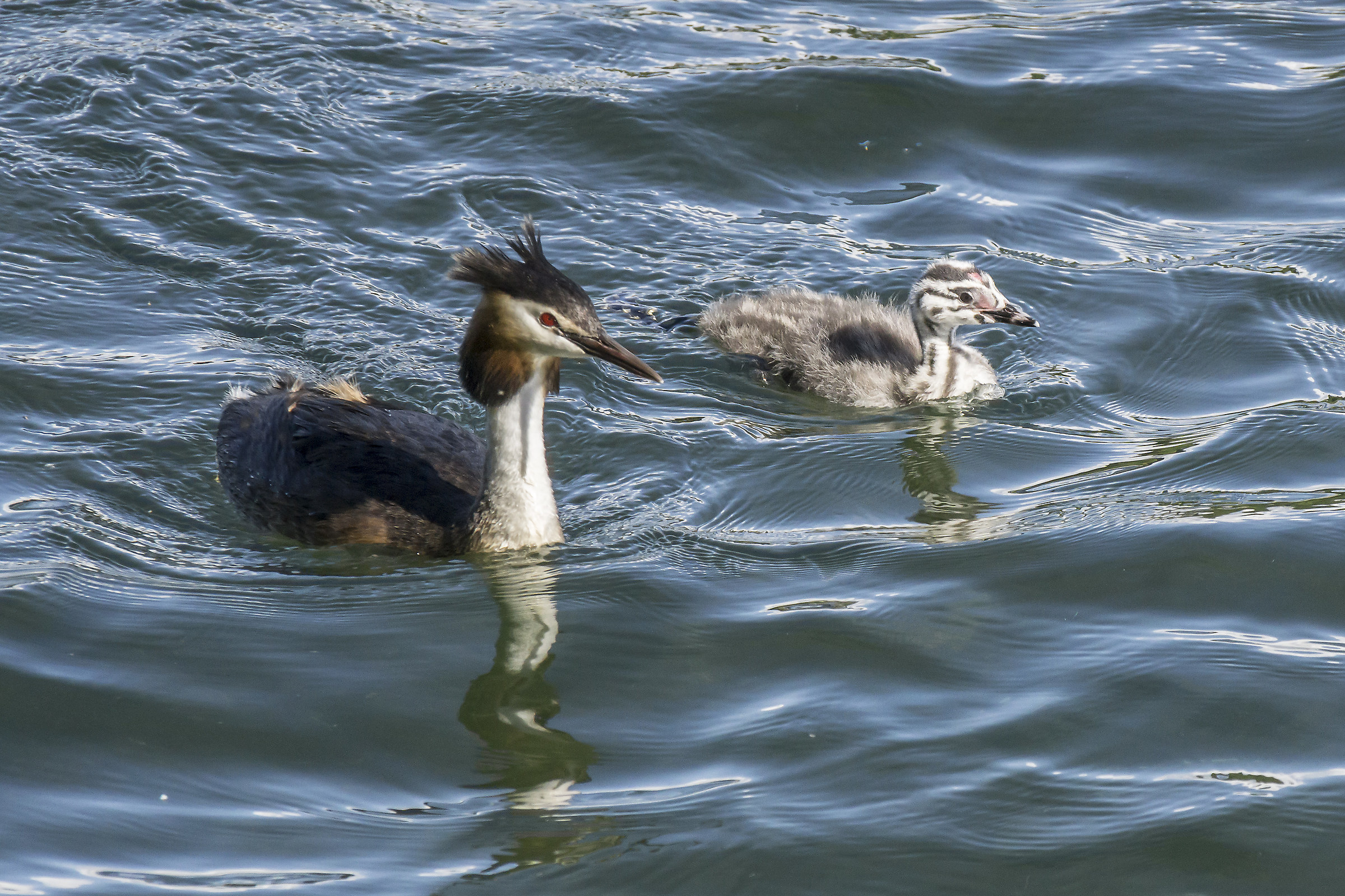 Grebe with a chick