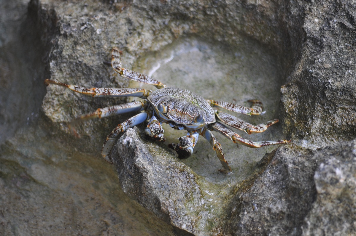 Santo Domingo hummingbird