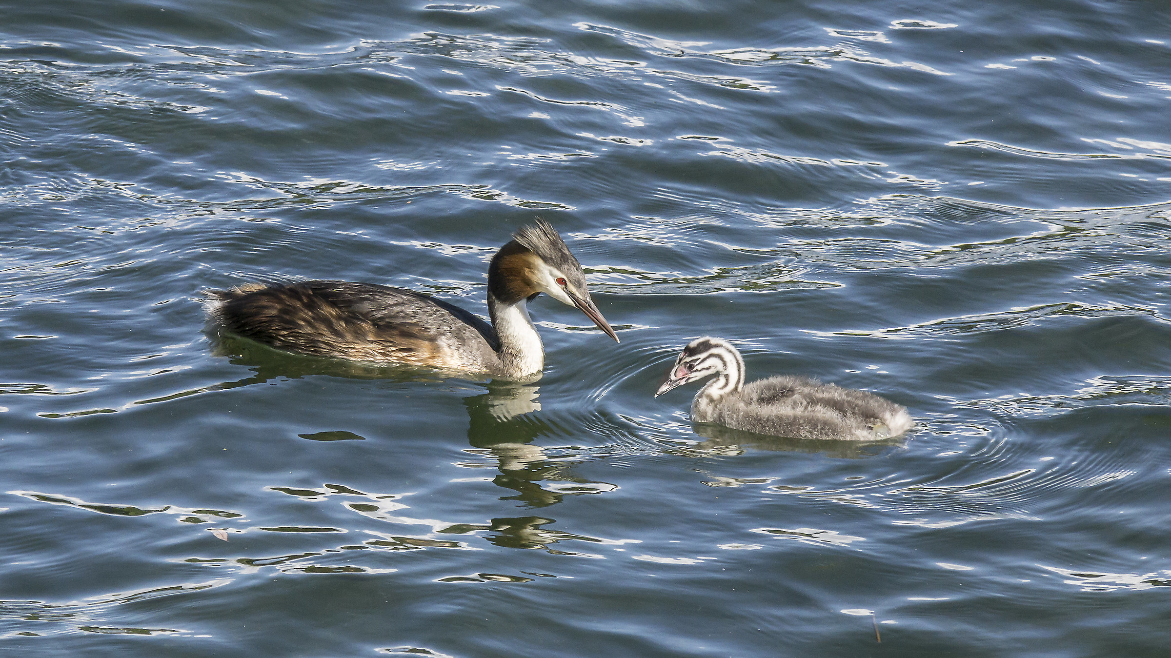 Grebe with a chick