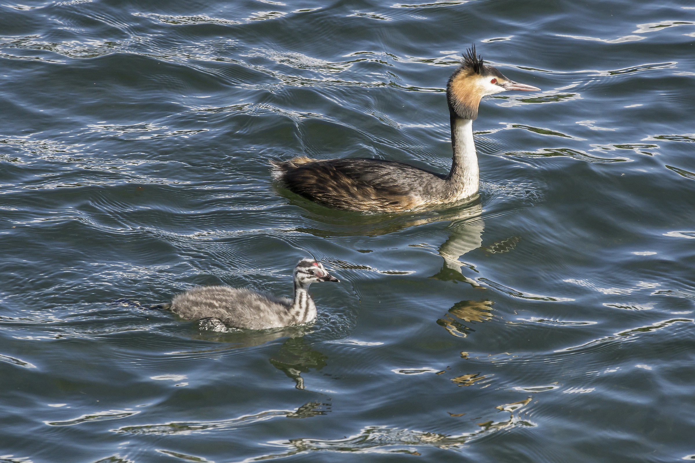 Grebe with a chick