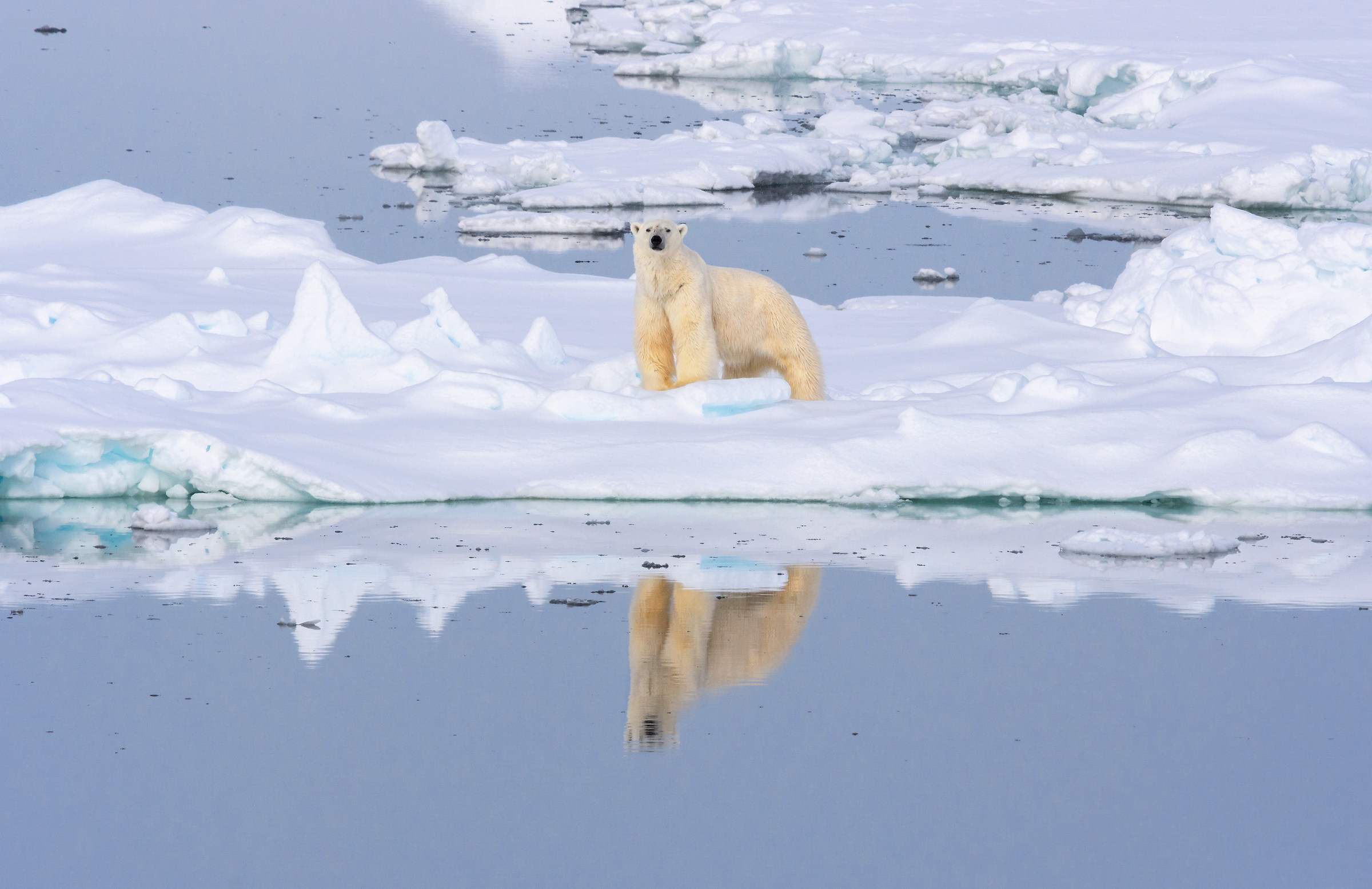 The king of the Arctic