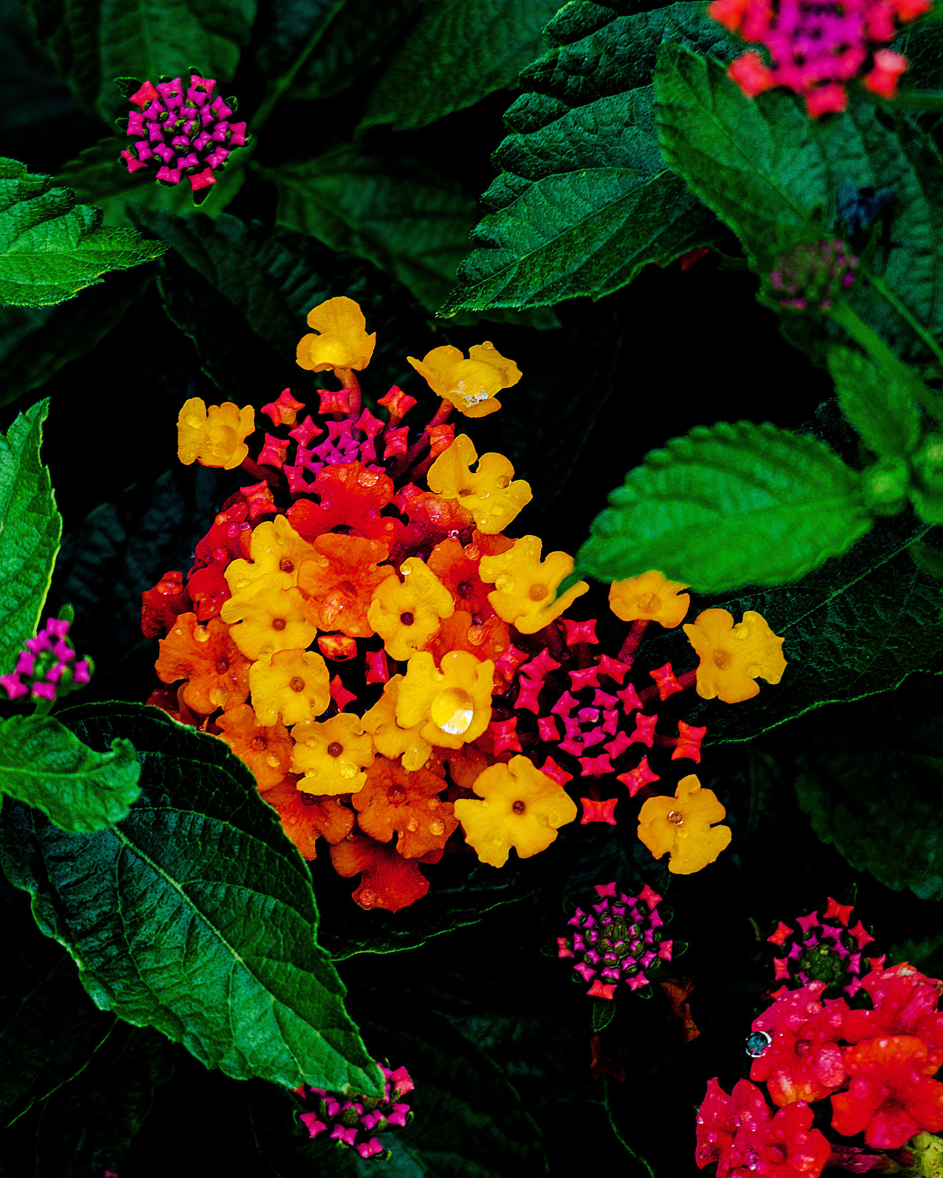 Microcosm under the leaves