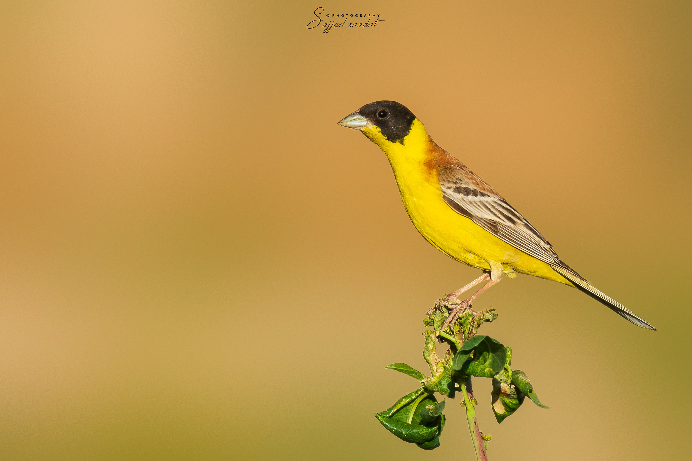 Black-Headed Bunting