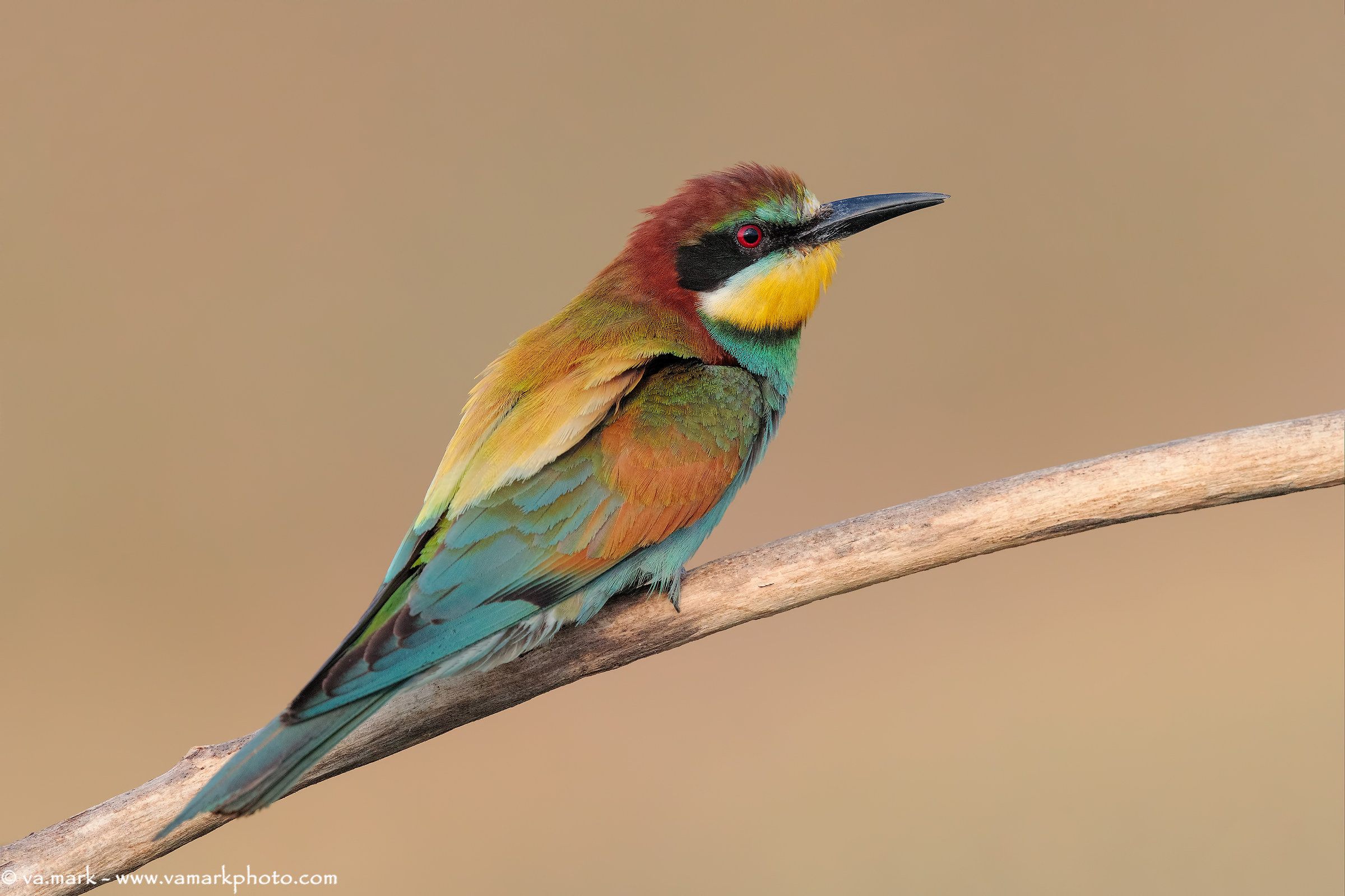 Bee-eater